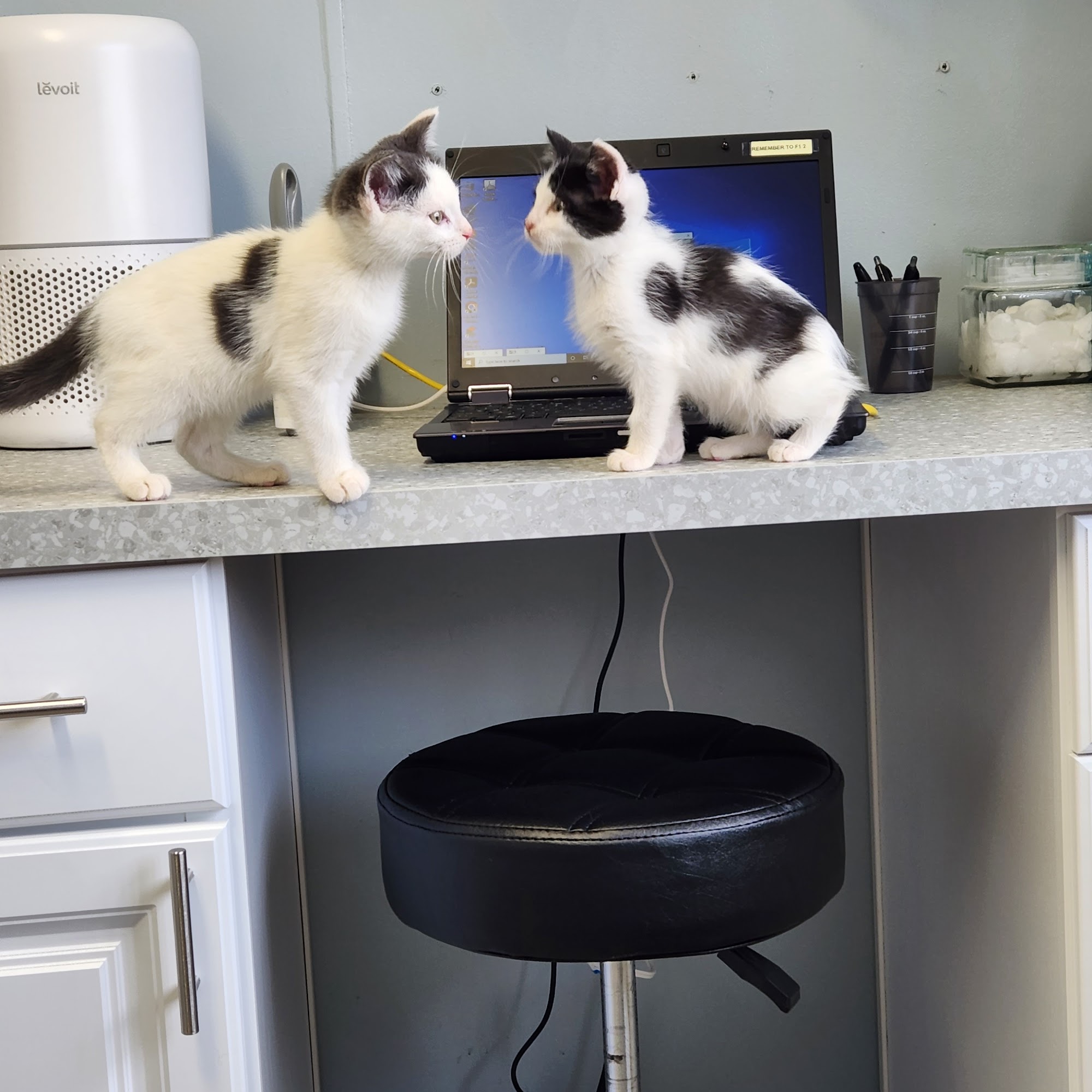 Mendakota Animal Hospital Mendota Heights