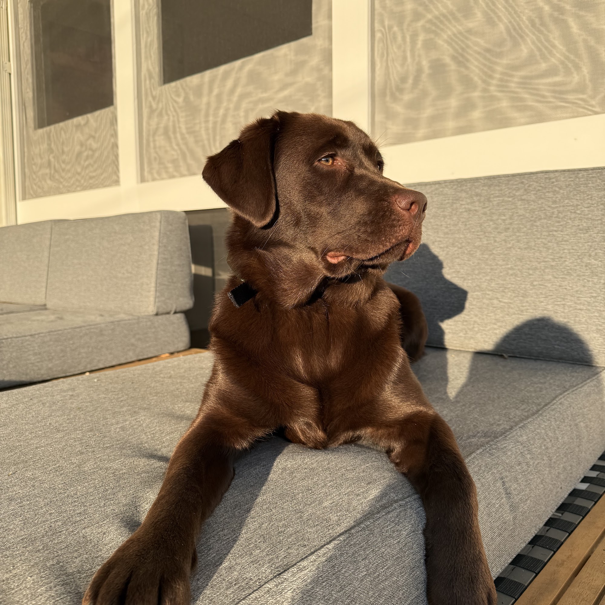 Fieldstone Kennels - Labrador Retrievers 13151 185th St, Milaca Minnesota 56353