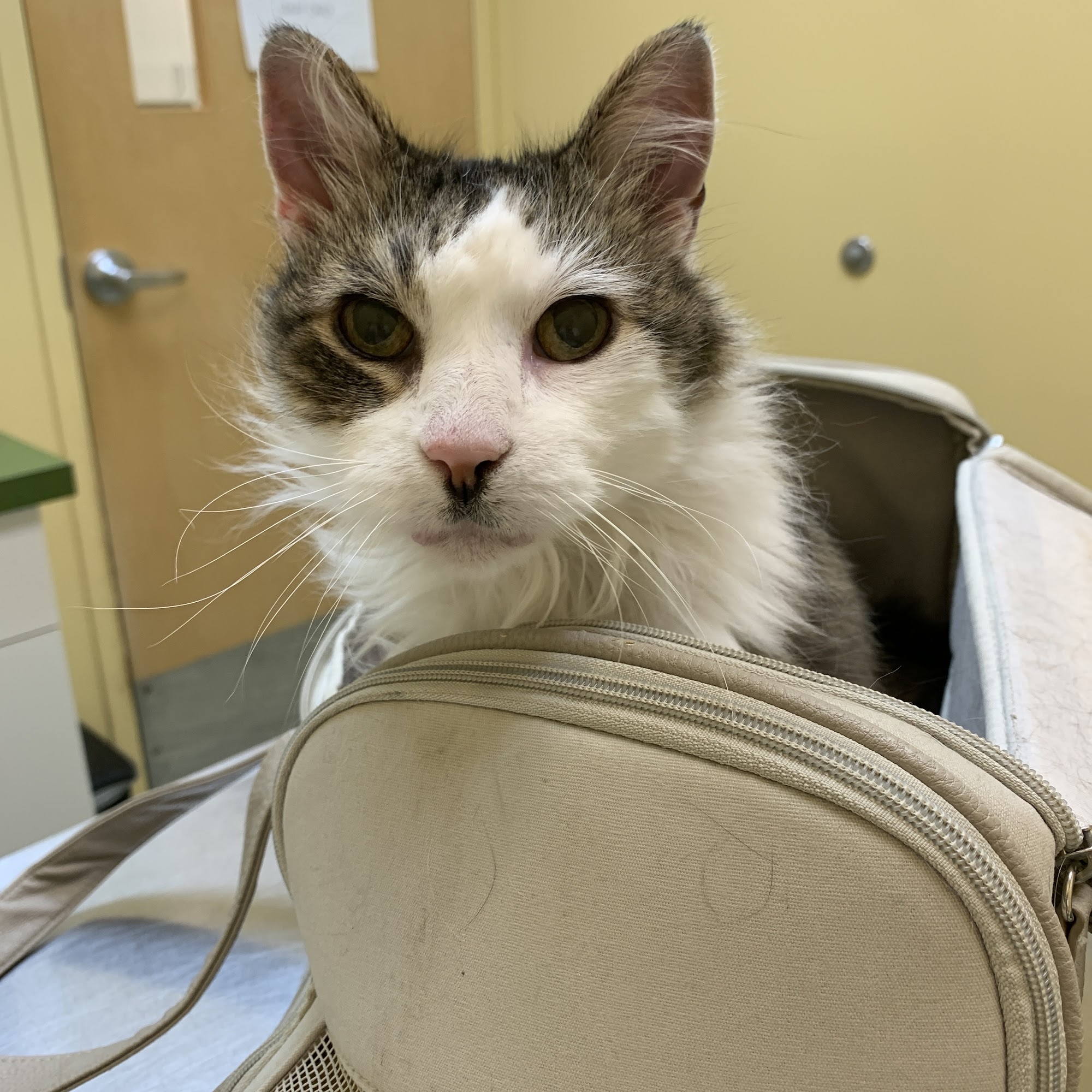 Nokomis Pet Clinic Minneapolis