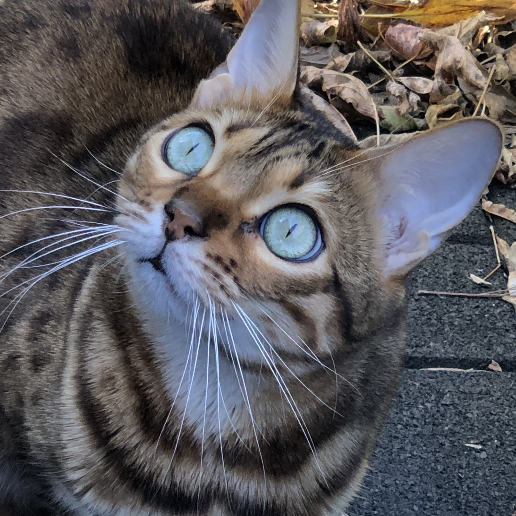 Kenwood Pet Clinic Minneapolis