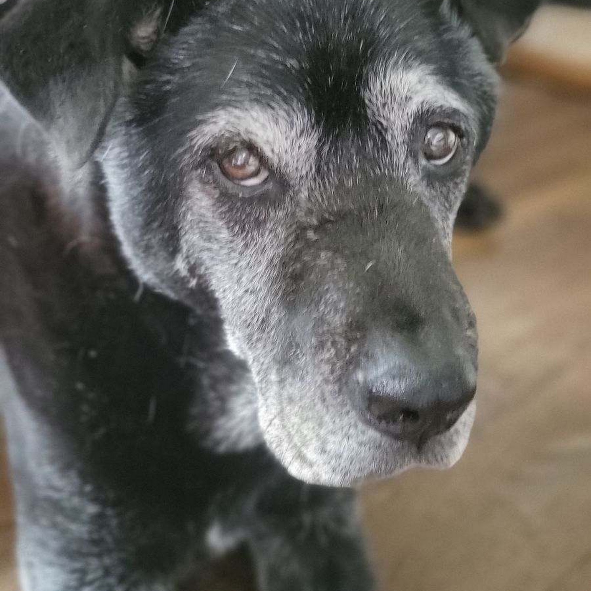 Best Friends Animal Hospital Minneapolis