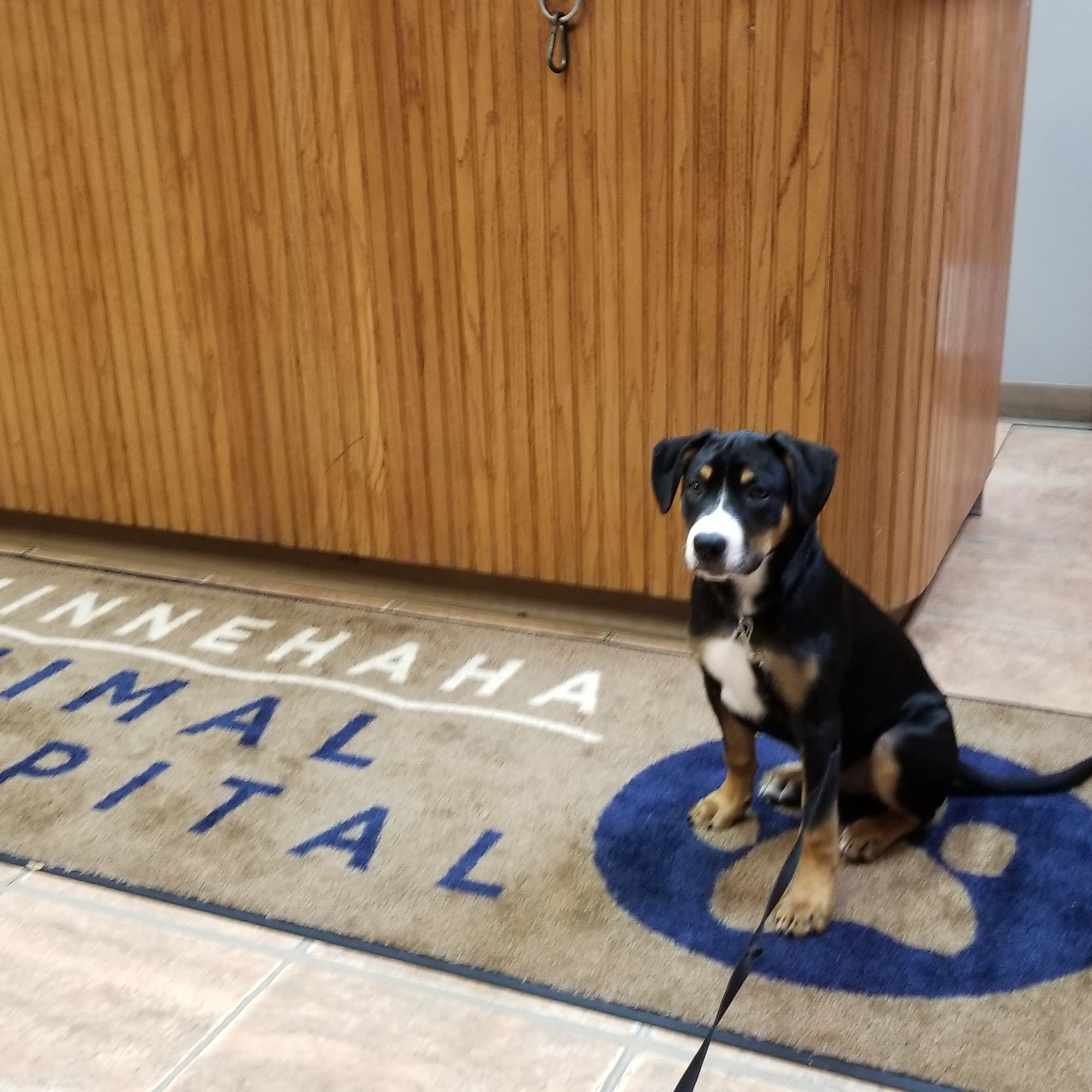 Minnehaha Animal Hospital Minneapolis