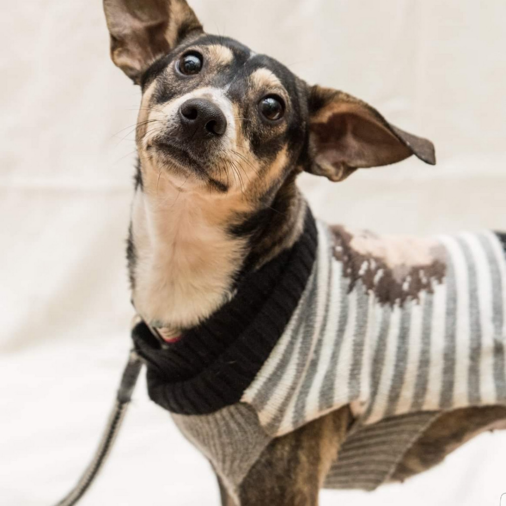 MetroPet Animal Hospital Minneapolis