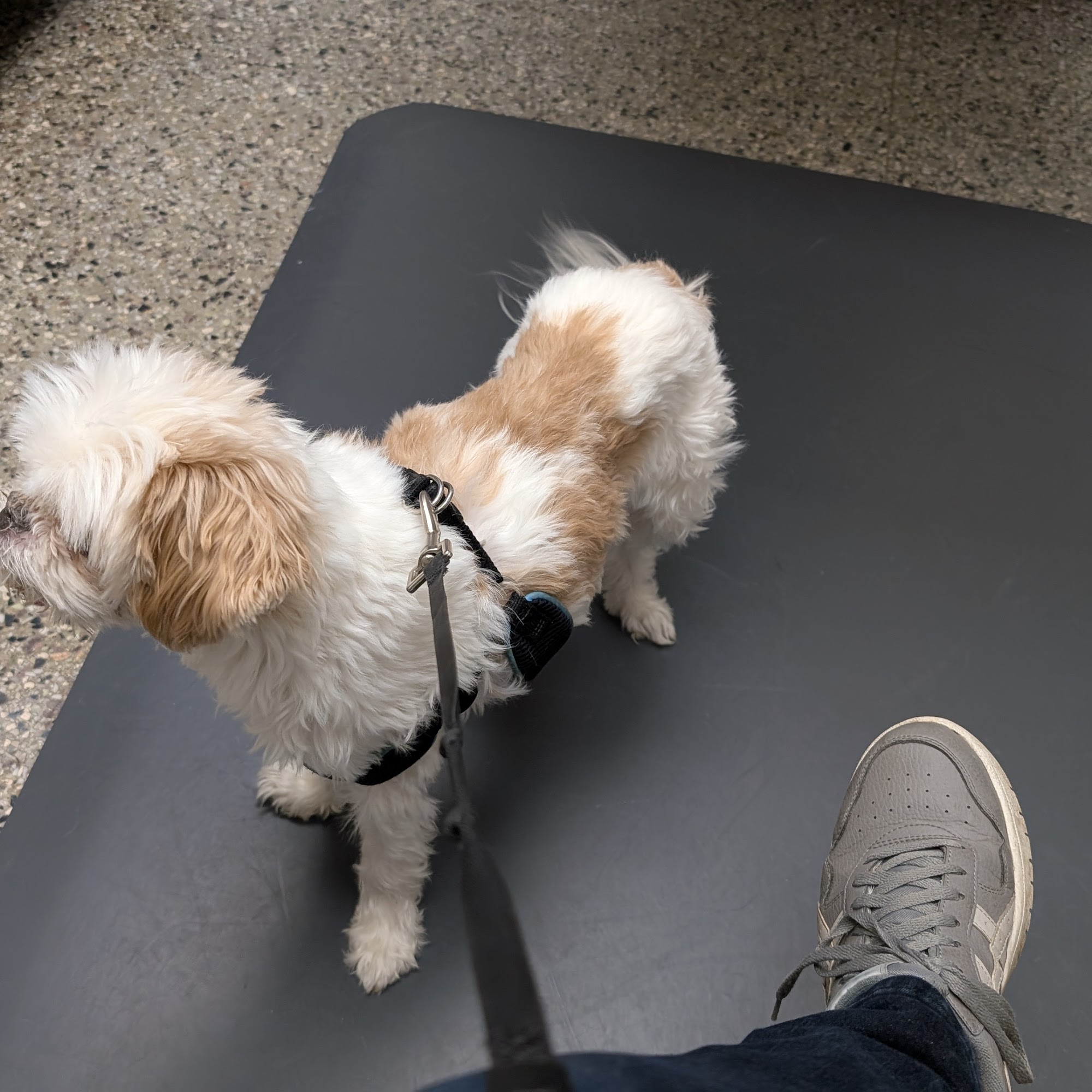 Lyndale Animal Hospital Minneapolis