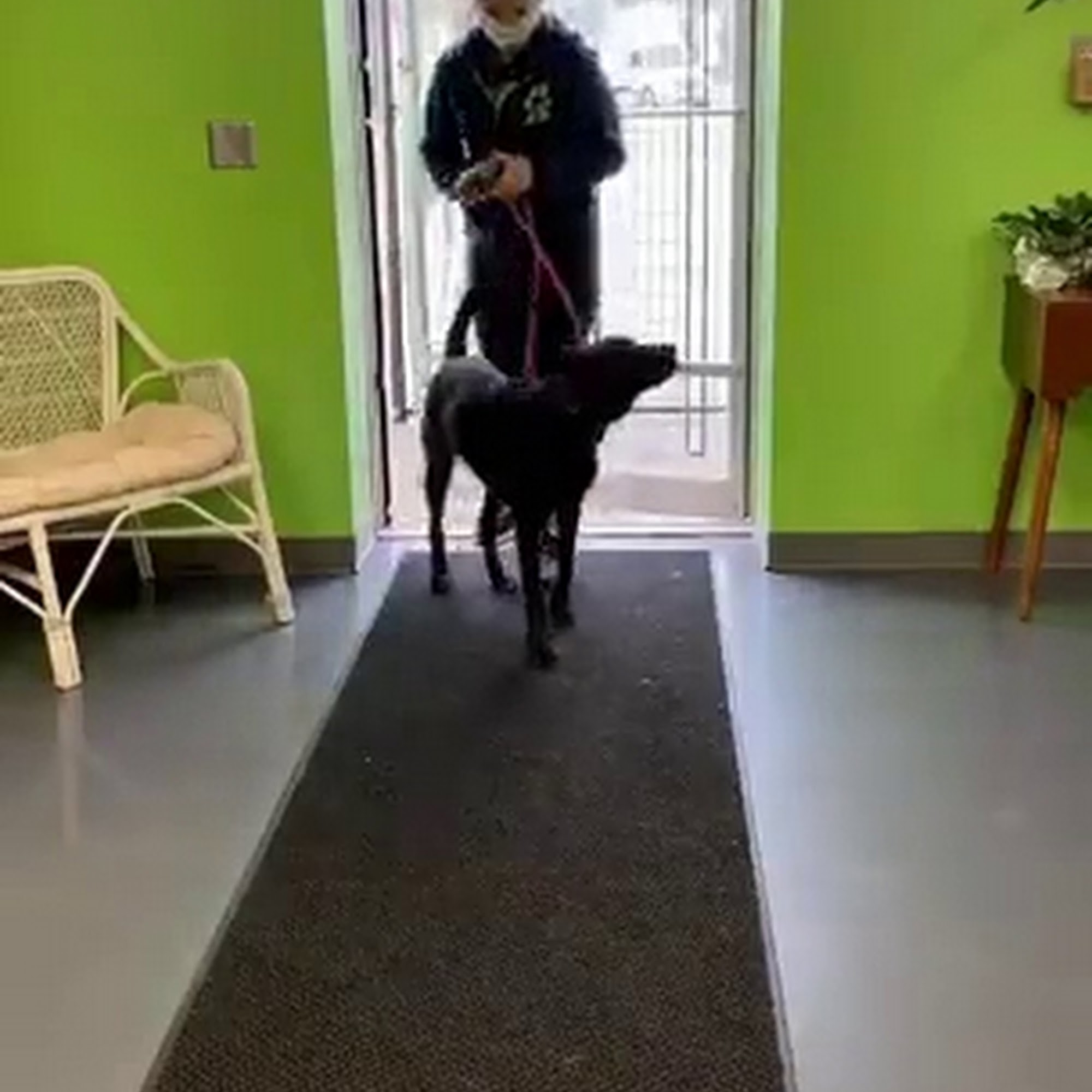 Fun City Dogs Minneapolis