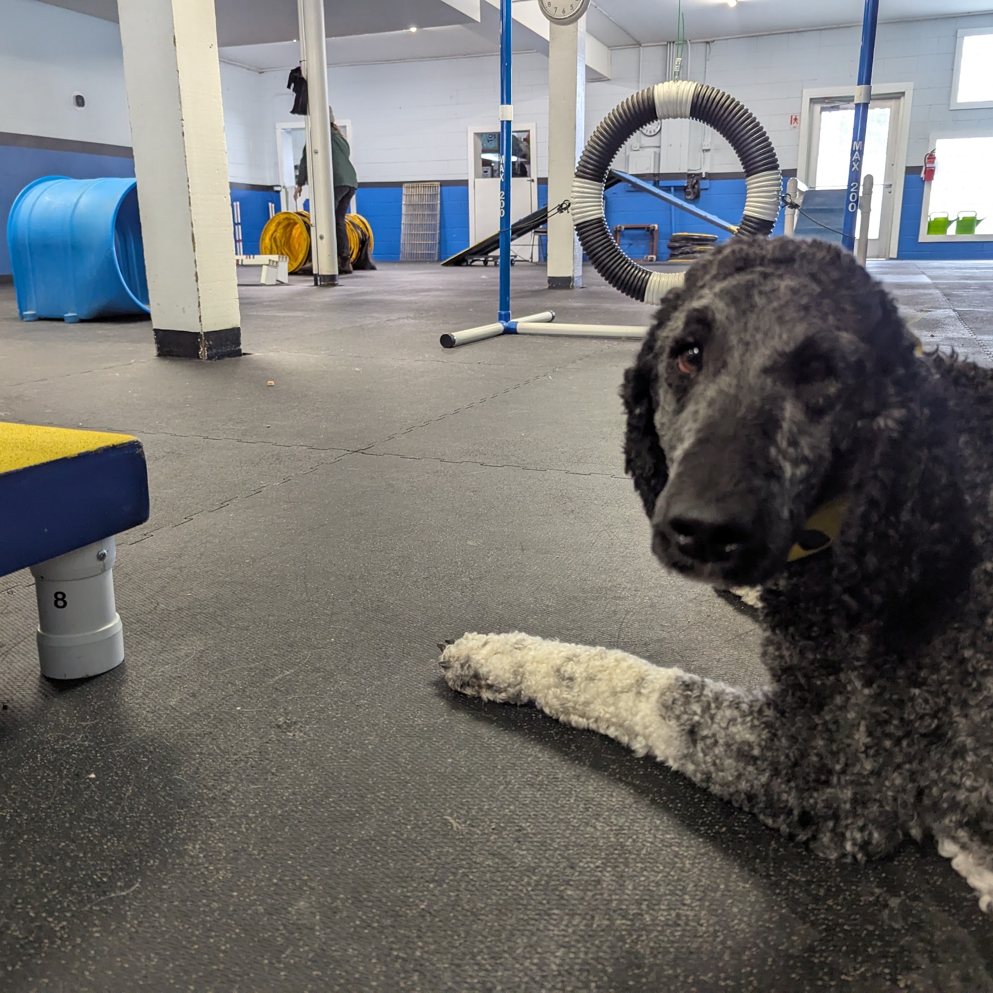 The Canine Coach - South Minneapolis Minneapolis