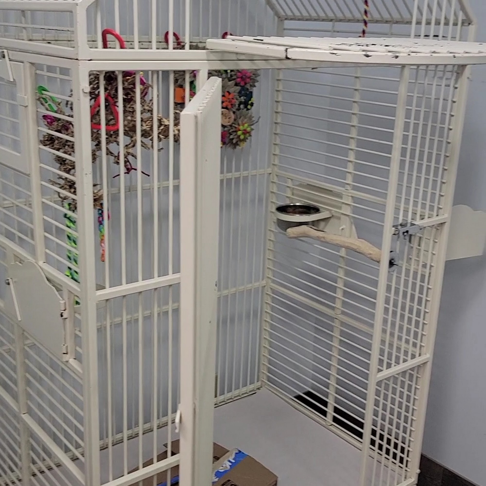 Avian Suites - The Gold Standard in Companion Bird Boarding Minneapolis