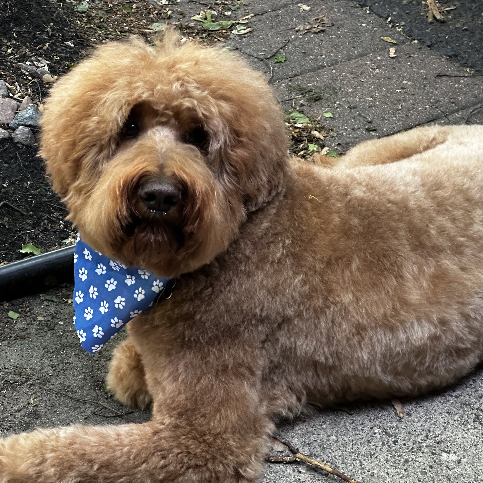 Wendy's Doghouse Inc. Minneapolis