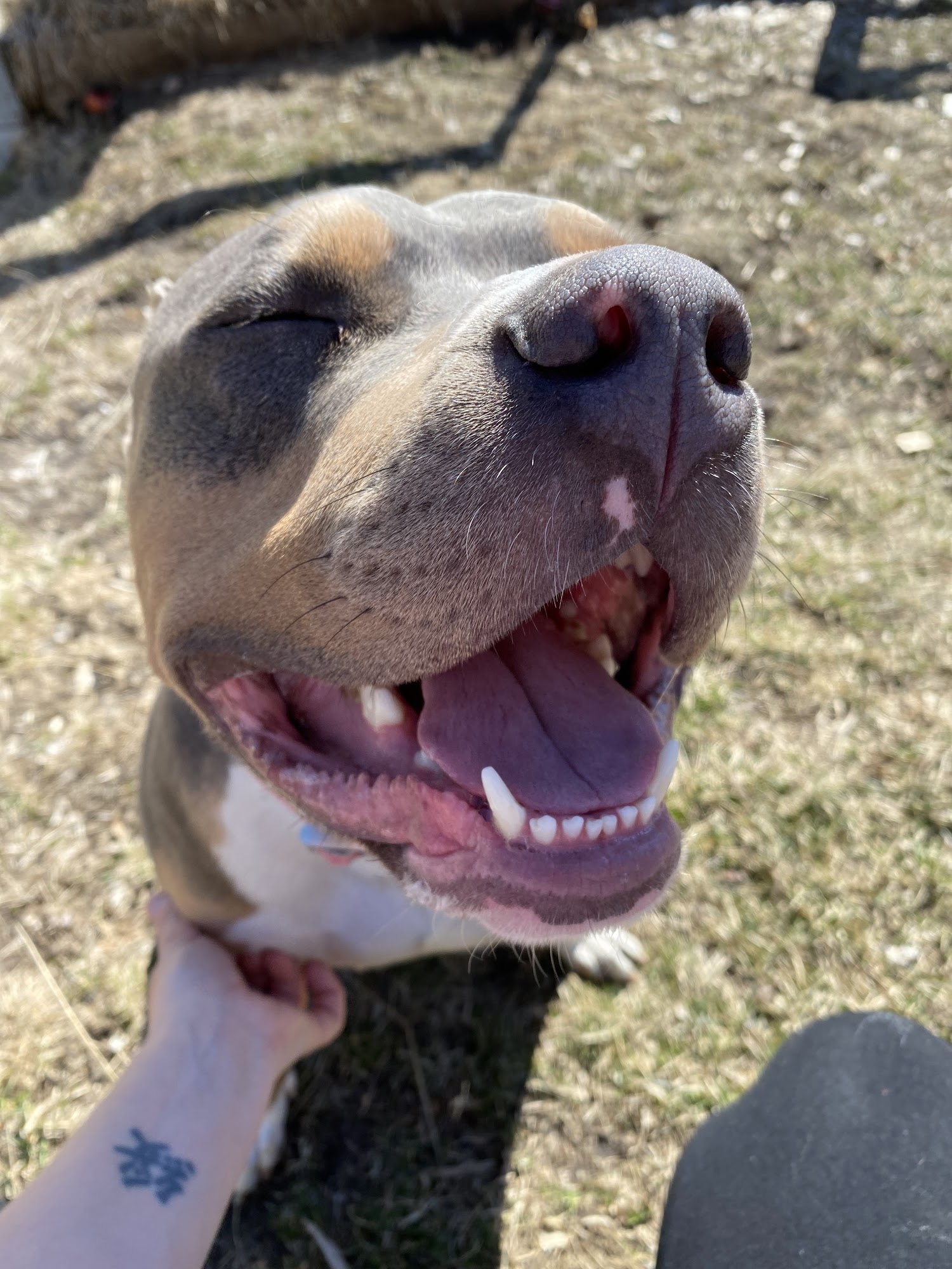 Reservoir Doggies Dog Walking Minneapolis