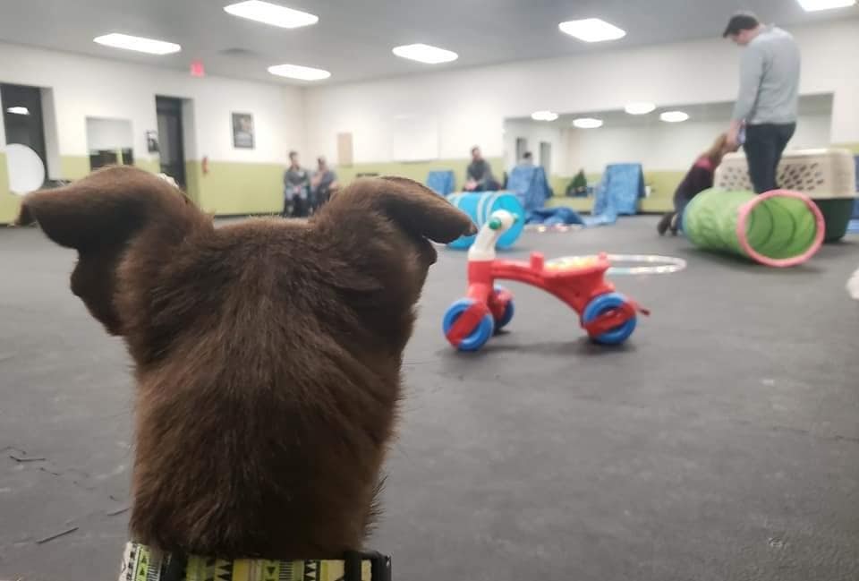 The Canine Coach - NE Minneapolis Minneapolis