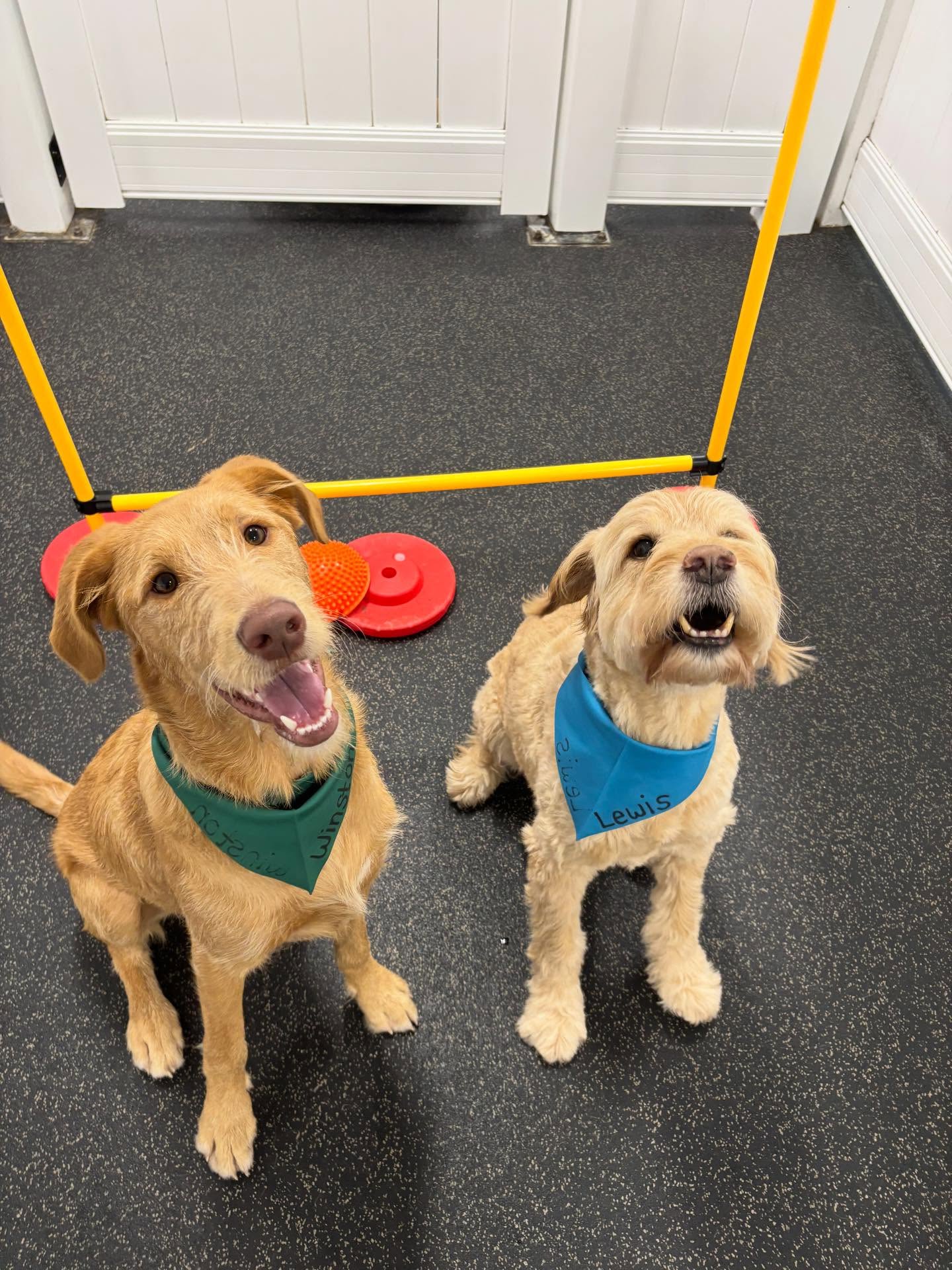 City Paws Pet Club - Dog Daycare, Boarding, Training & Grooming Minneapolis