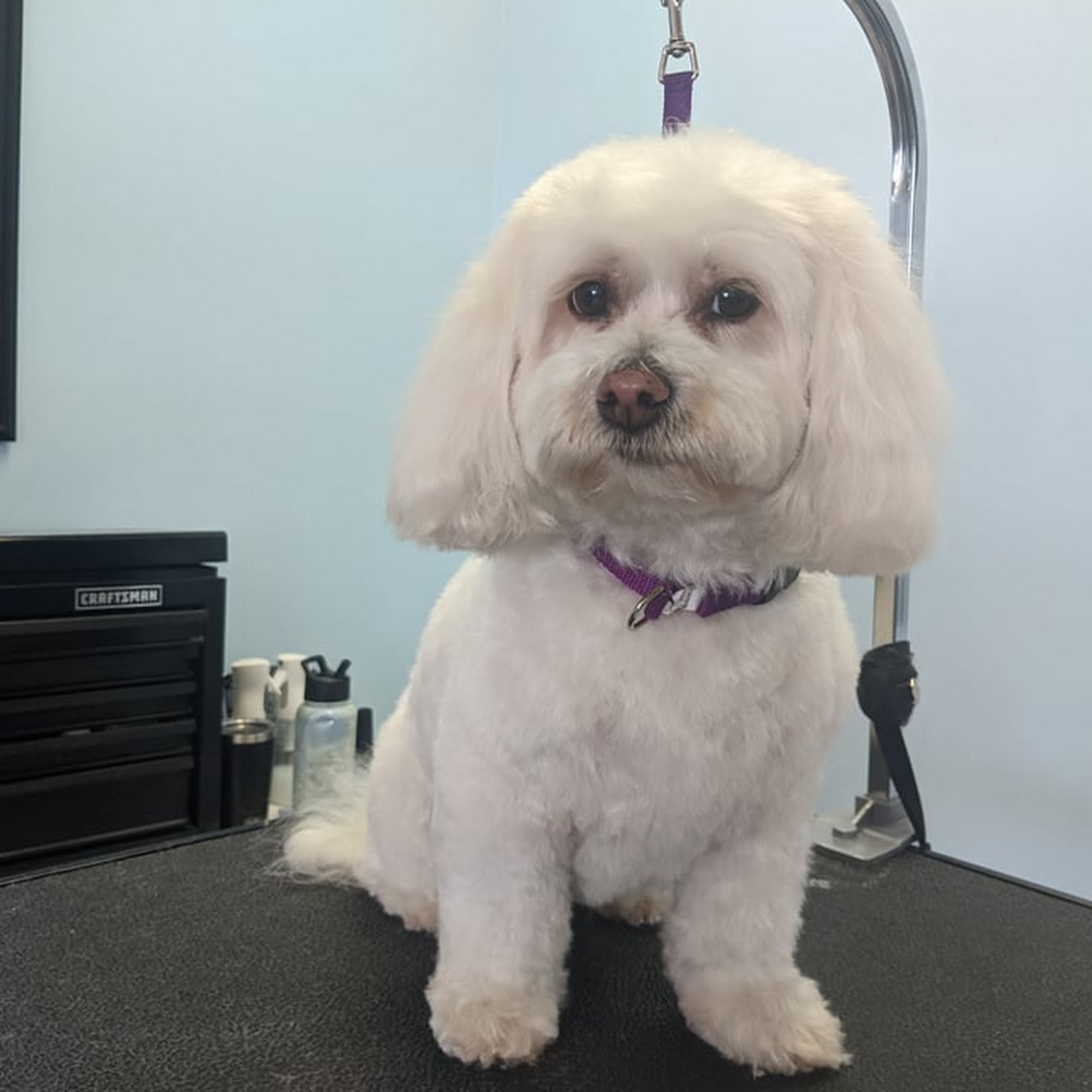 The Groom Crew Minneapolis