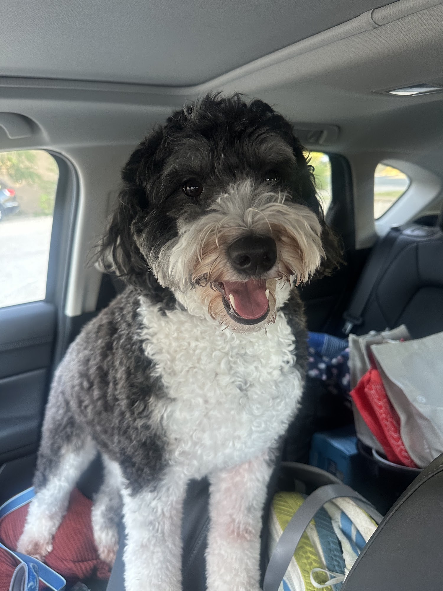 Wonder Dog Canine Club Minneapolis