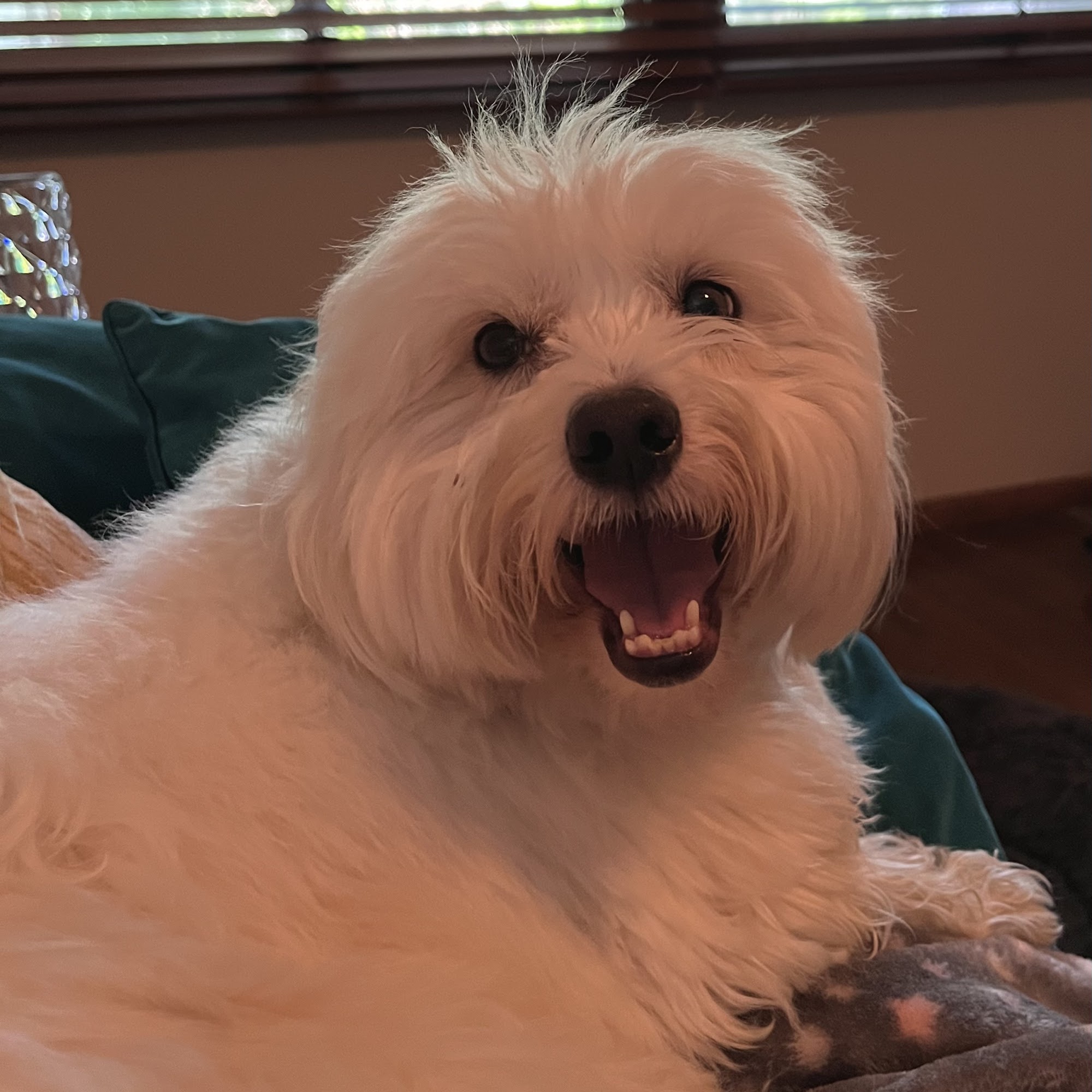 Glen Lake Animal Hospital Minnetonka