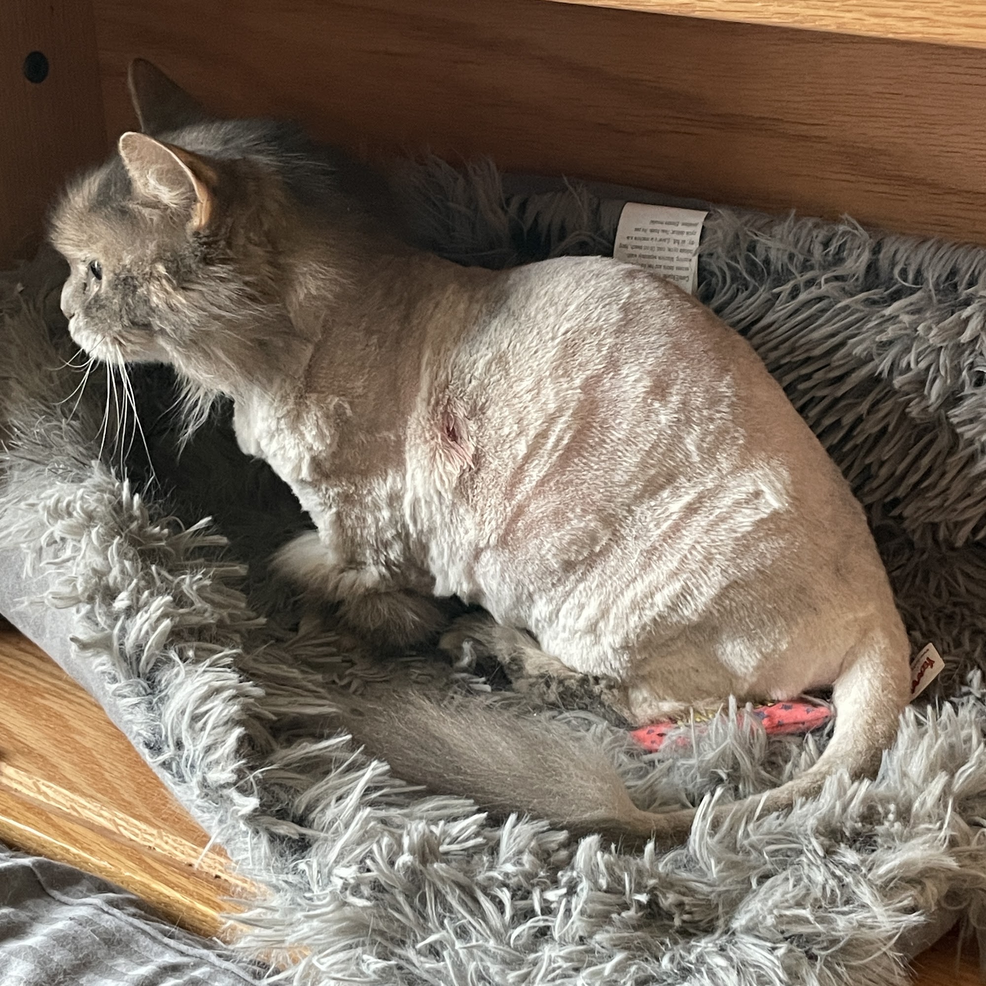 For the Love of CATS Minnetonka