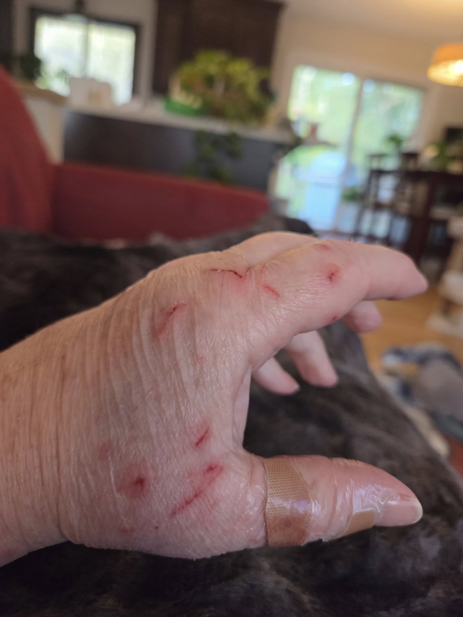 For the Love of CATS Minnetonka