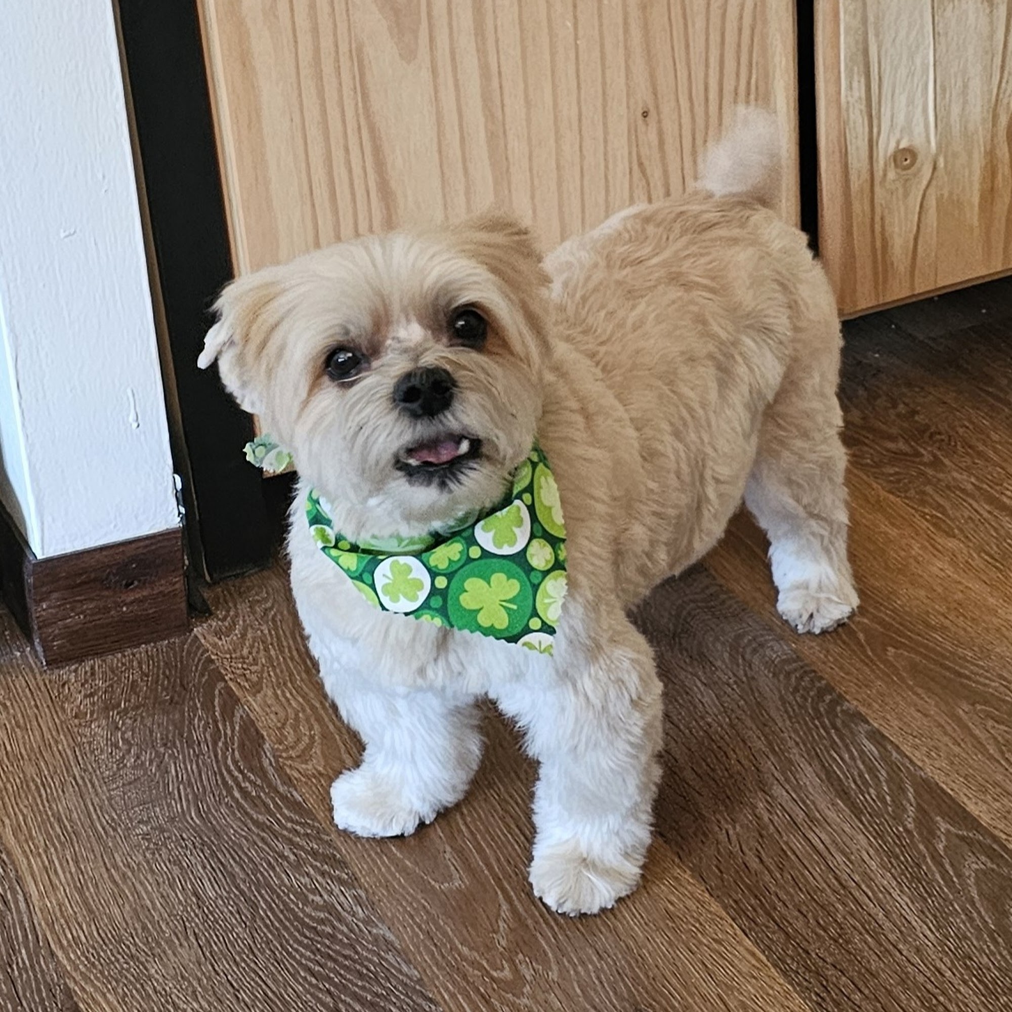 Maverick's Grooming Studio