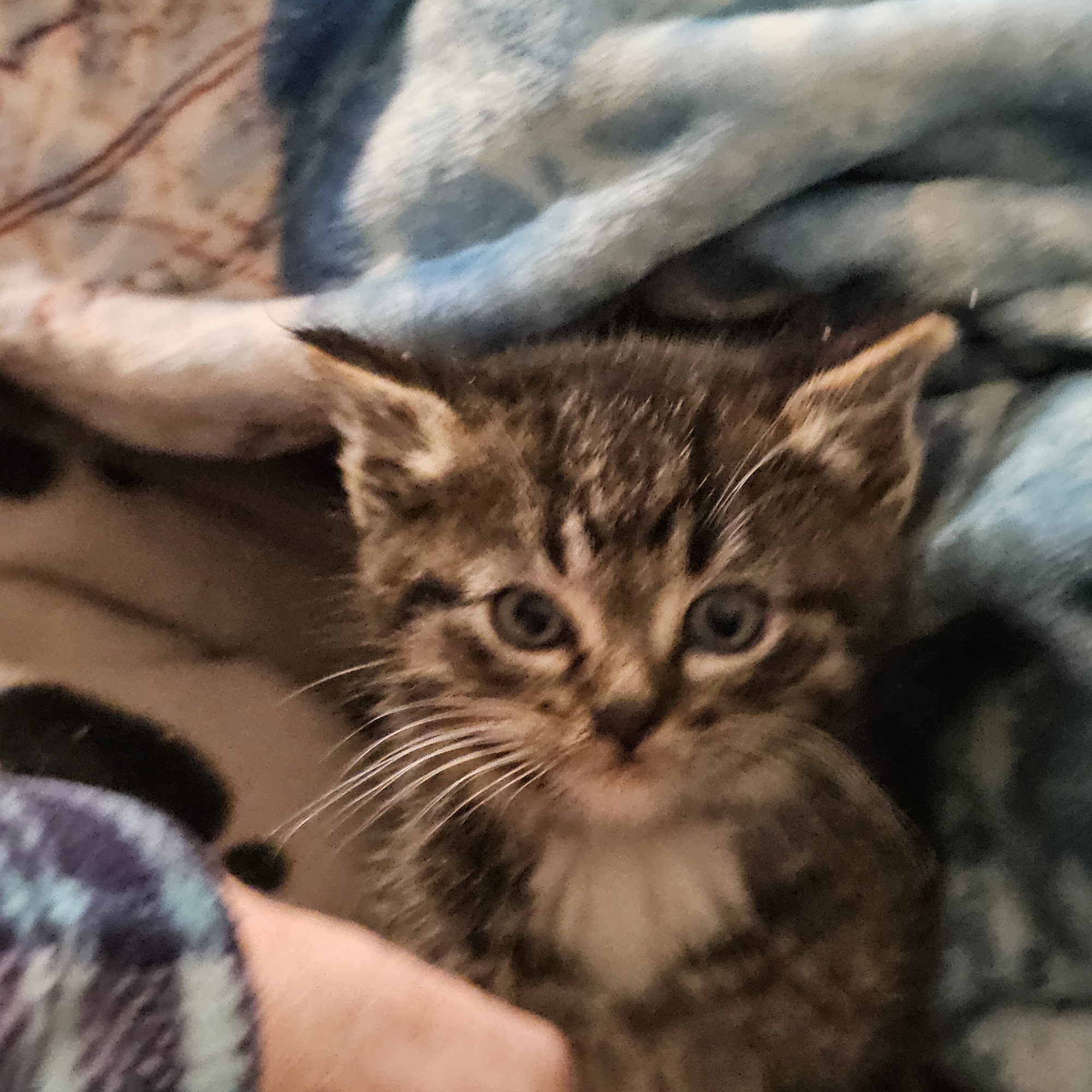 Monticello Pet Hospital Monticello