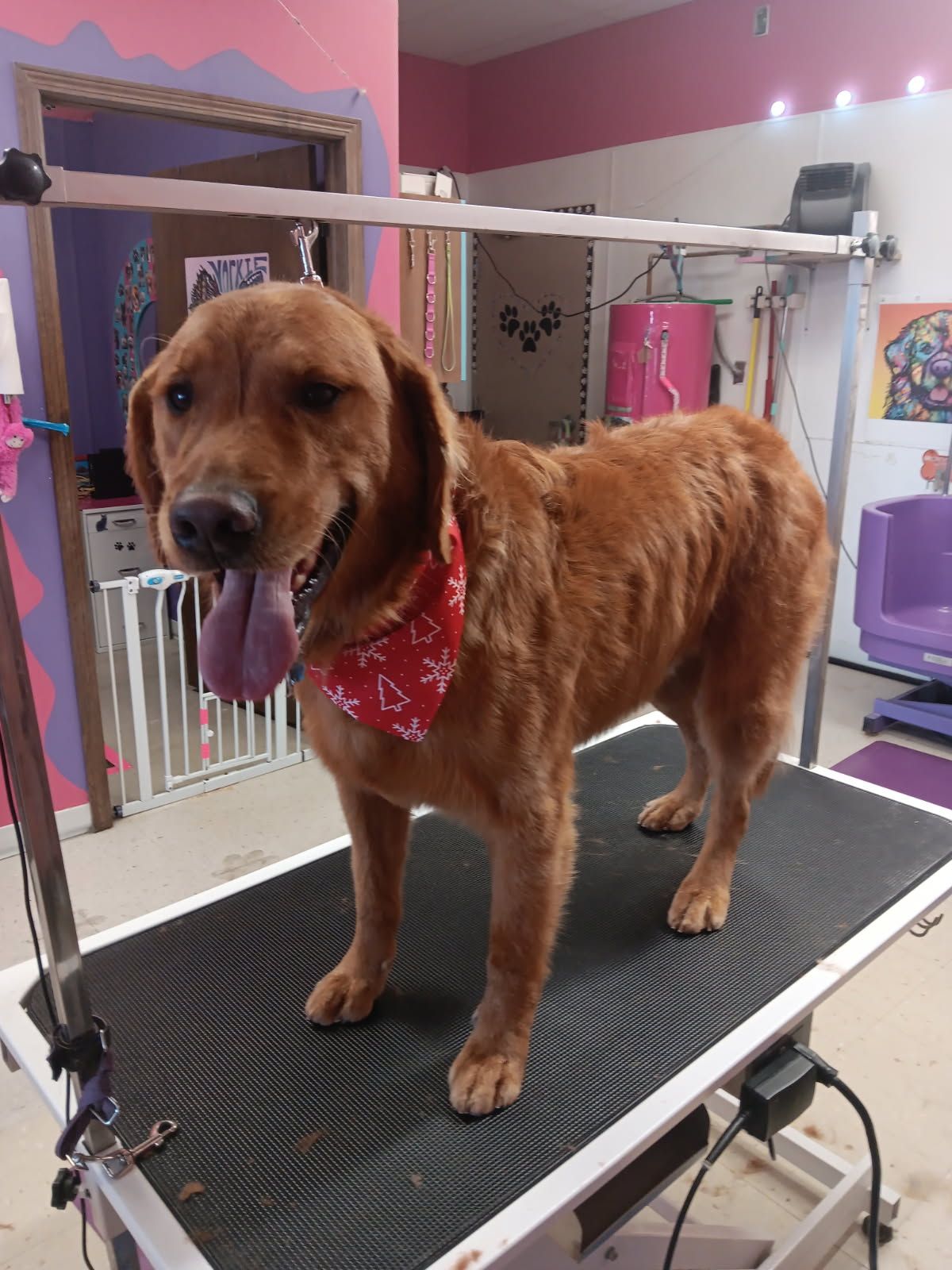 Dog Gone Gorgeous Monticello