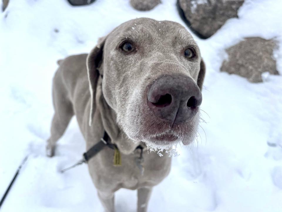 Hidden Acres Pet Resort Monticello