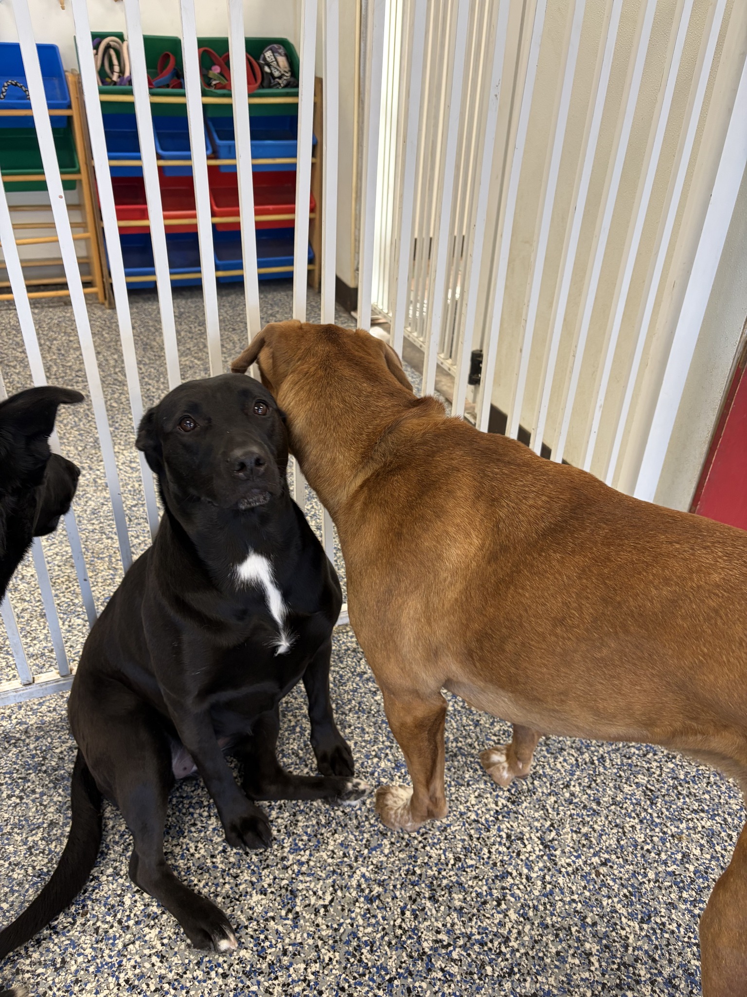 Doggy Depot Moorhead