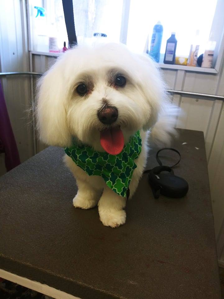 Kennelz and Bitz Moose Lake