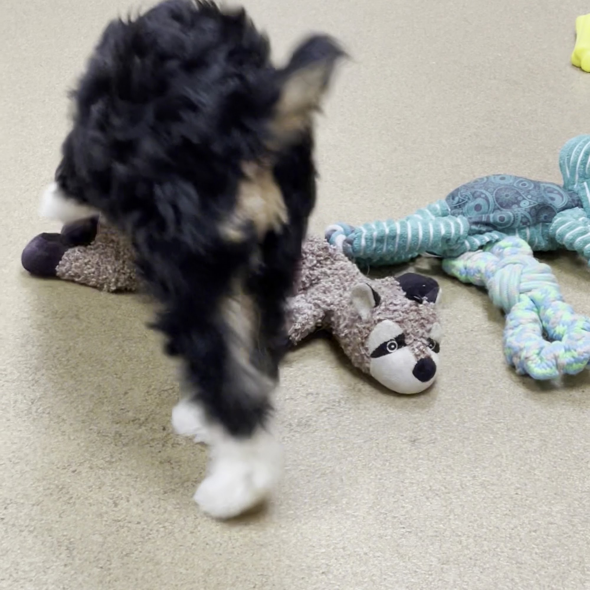 Westonka Animal Hospital Mound