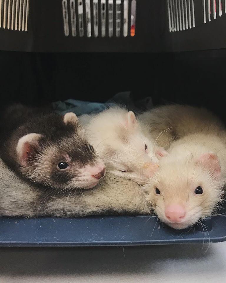 Ark Pet Hospital New Brighton