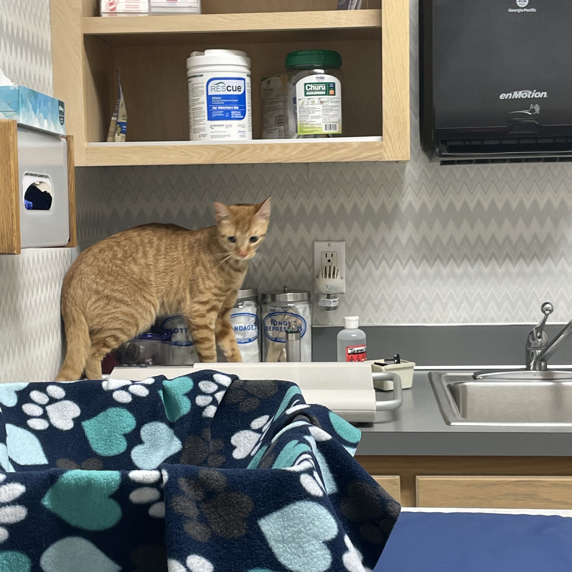 New Hope Animal Hospital - MN New Hope