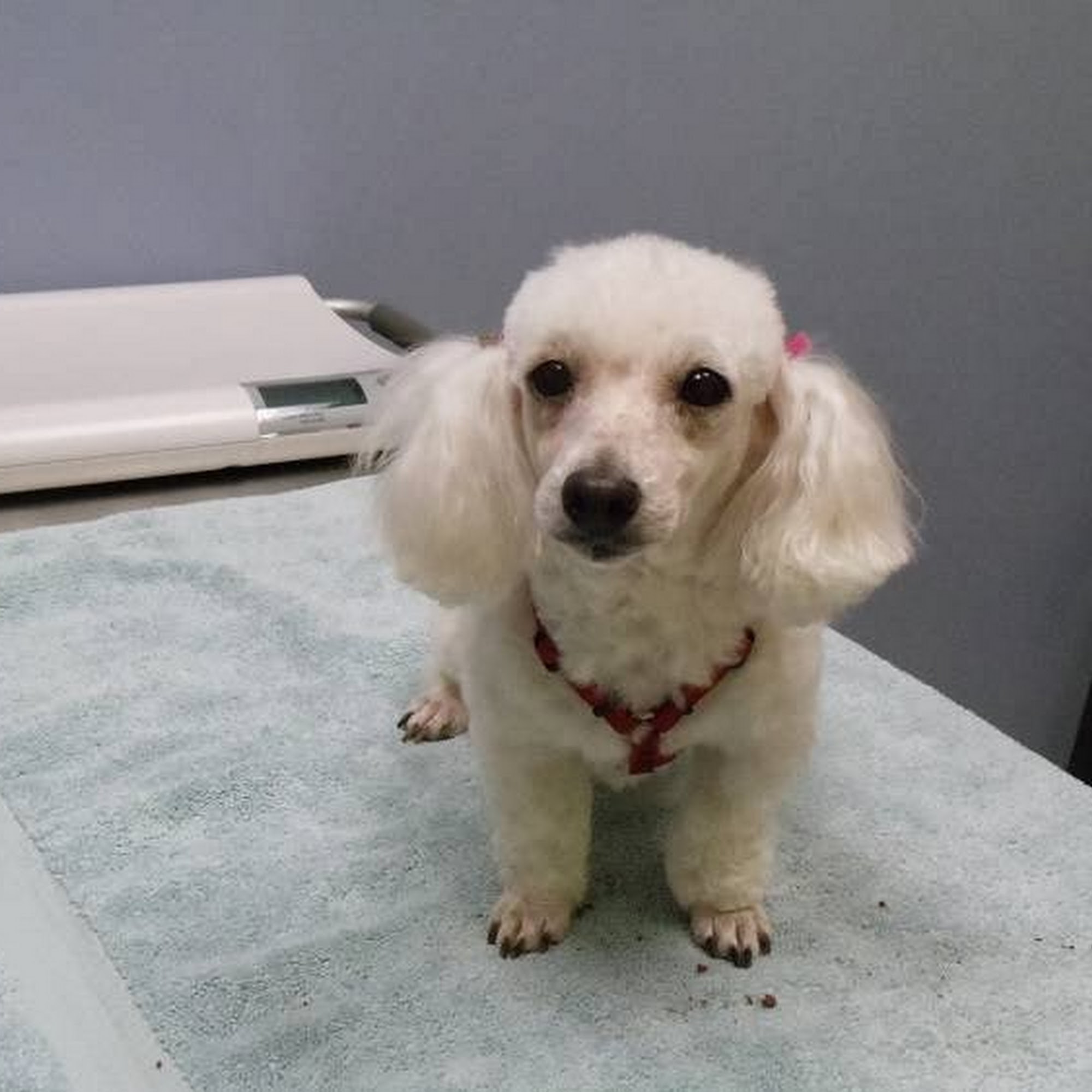 North Mankato Animal Hospital North Mankato