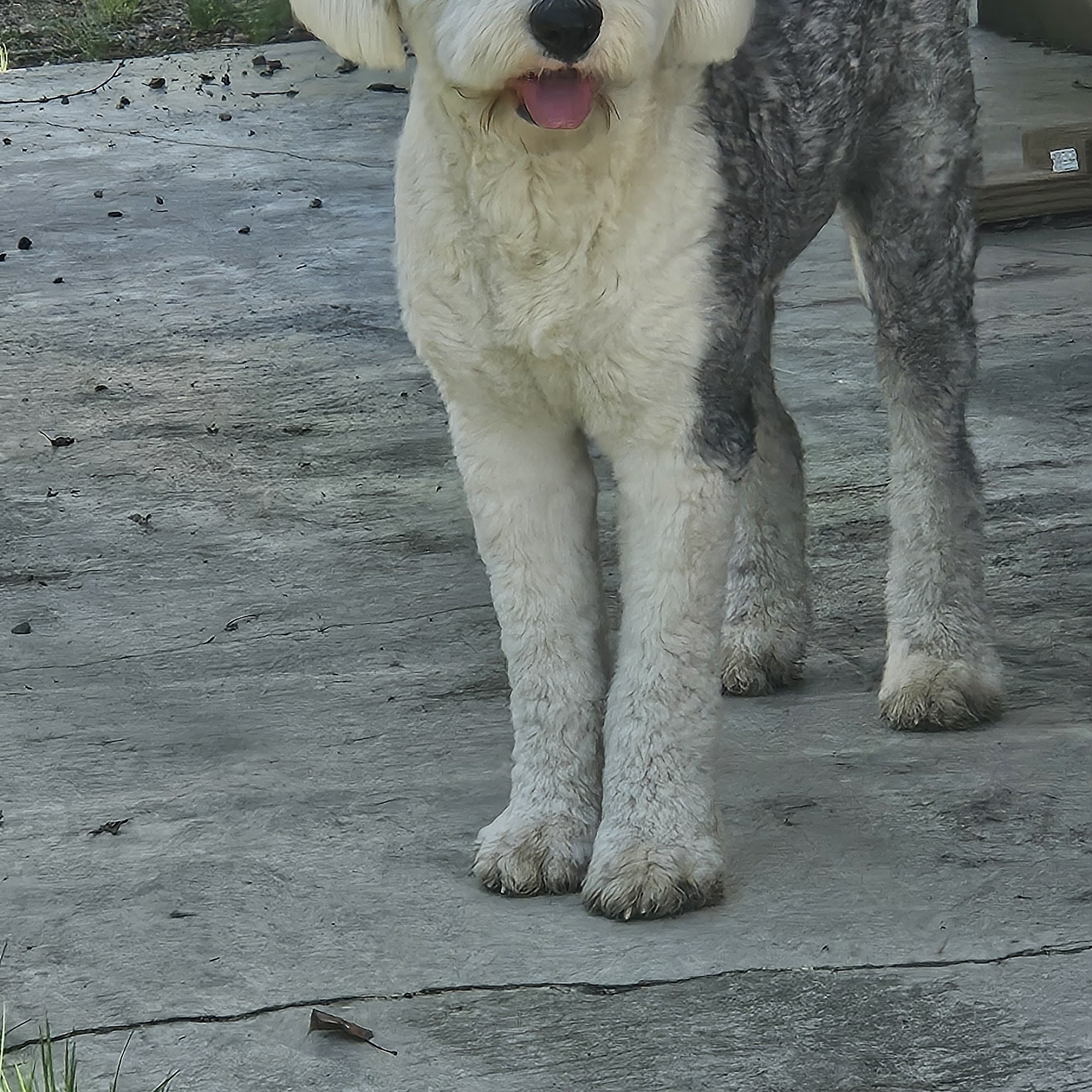 In the Dog House Northfield