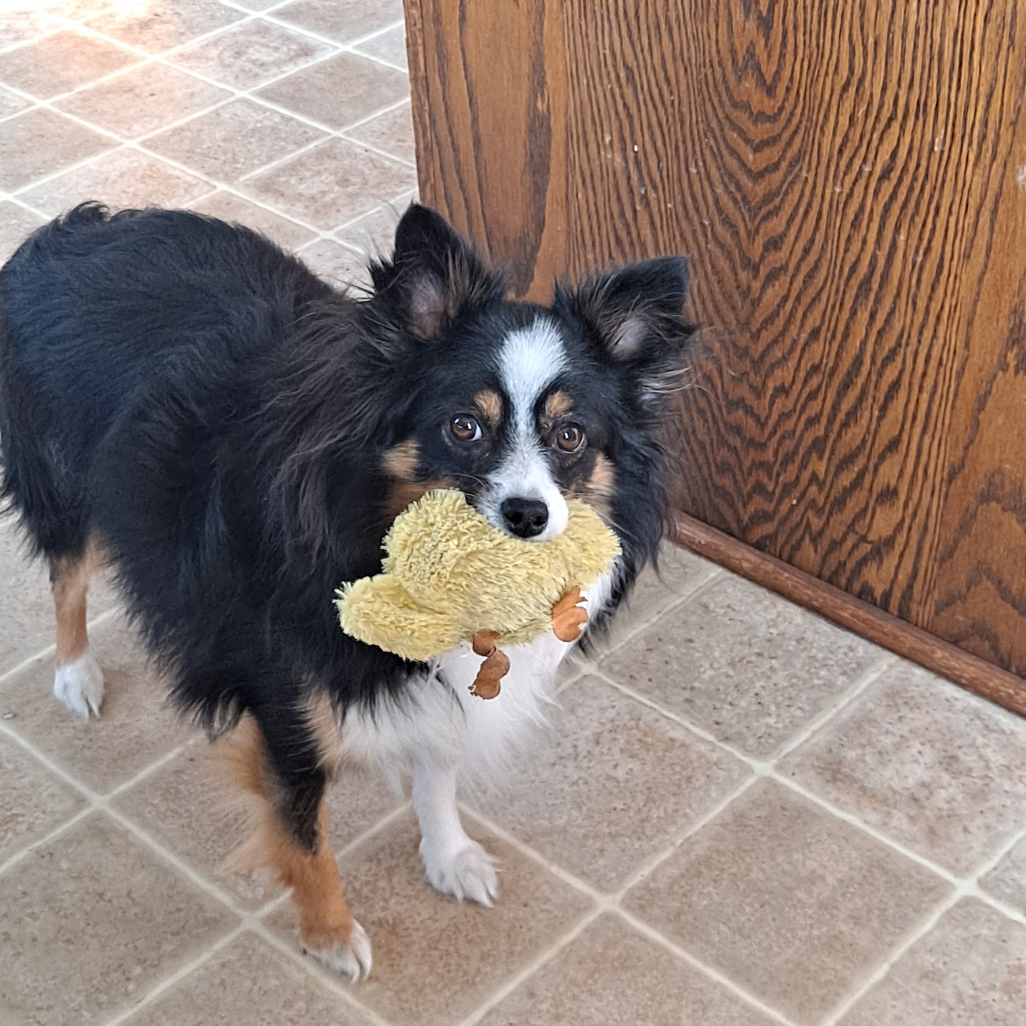 Torgey's Tidy Trims Northfield