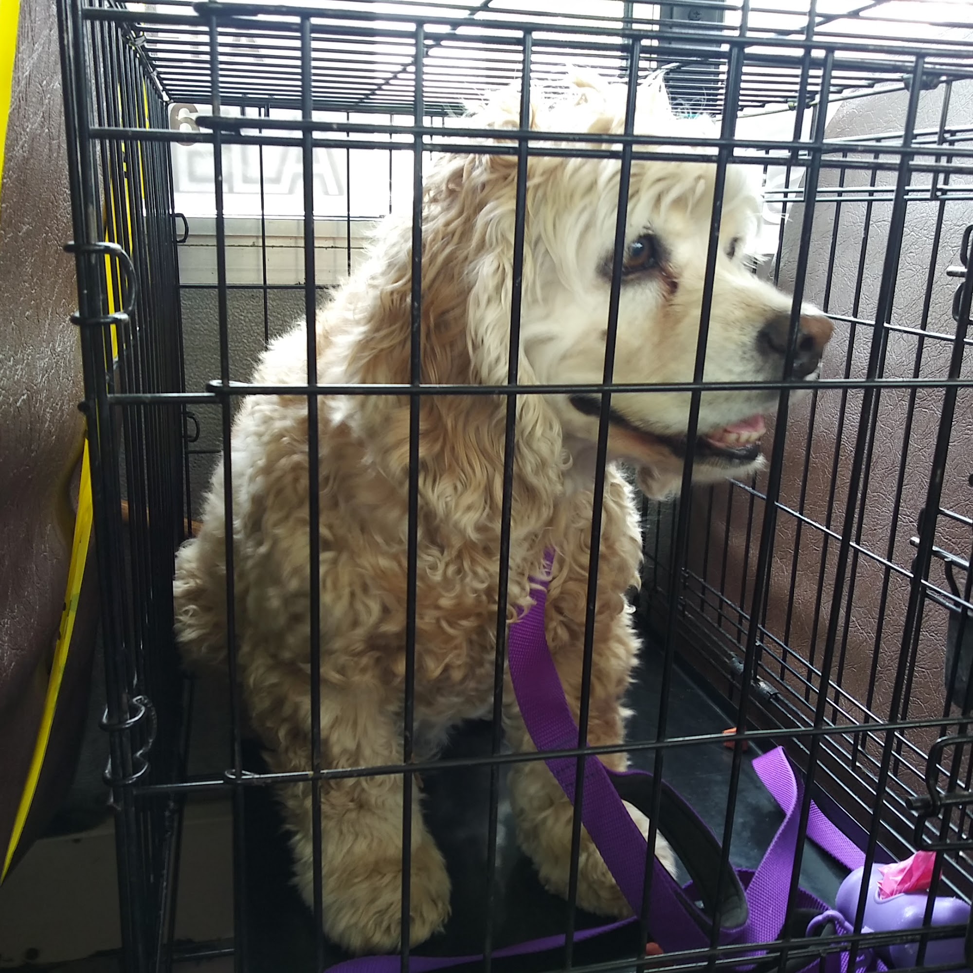 Oak Grove Animal Hospital Oak Grove