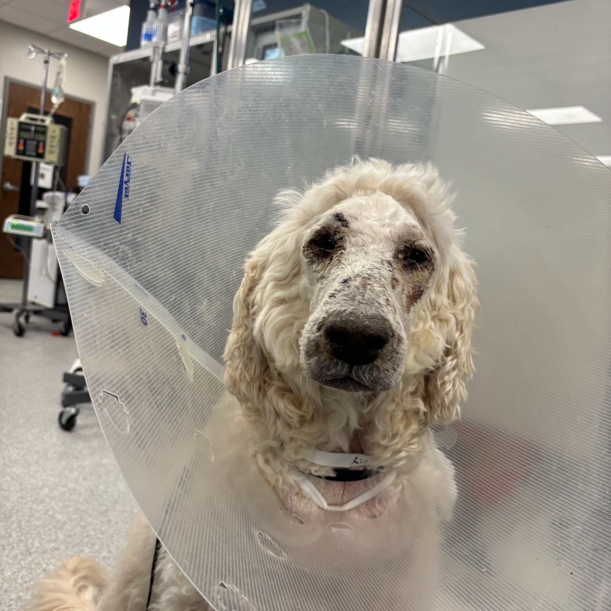 Animal Emergency & Referral Center of Minnesota Oakdale