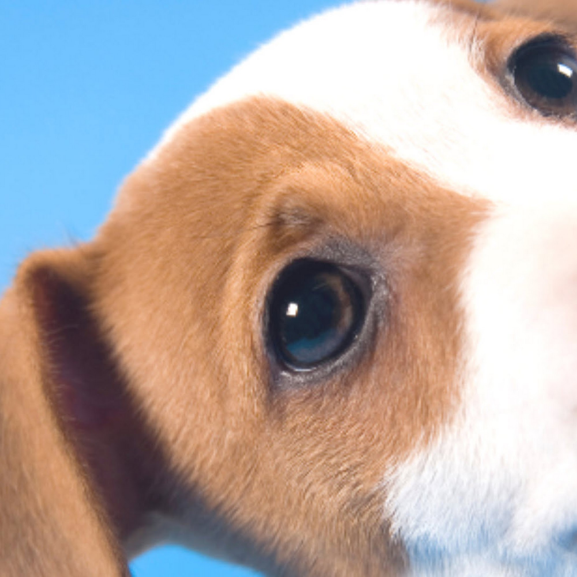 Douglas Animal Hospital Osseo