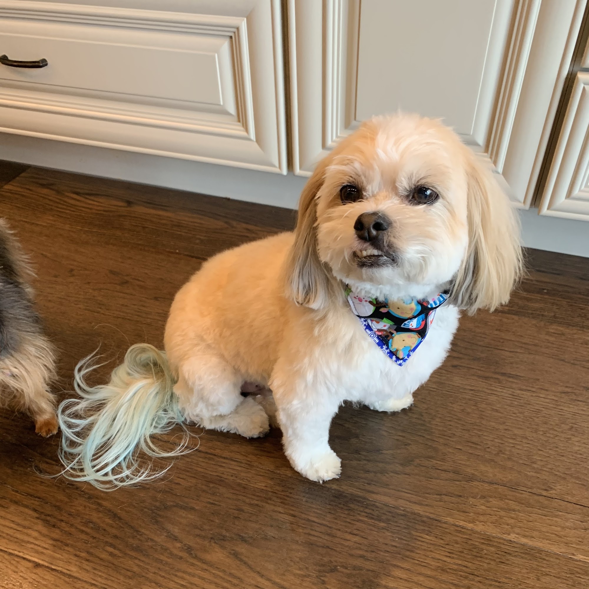 FurrLife Grooming Salon