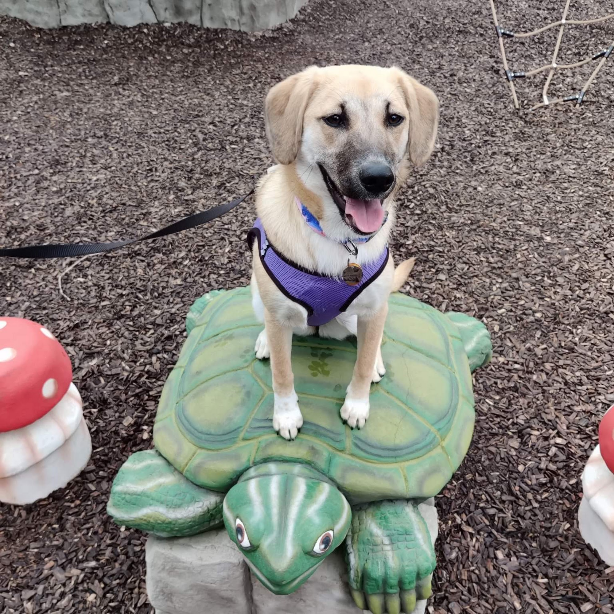 Owatonna Veterinary Hospital Owatonna