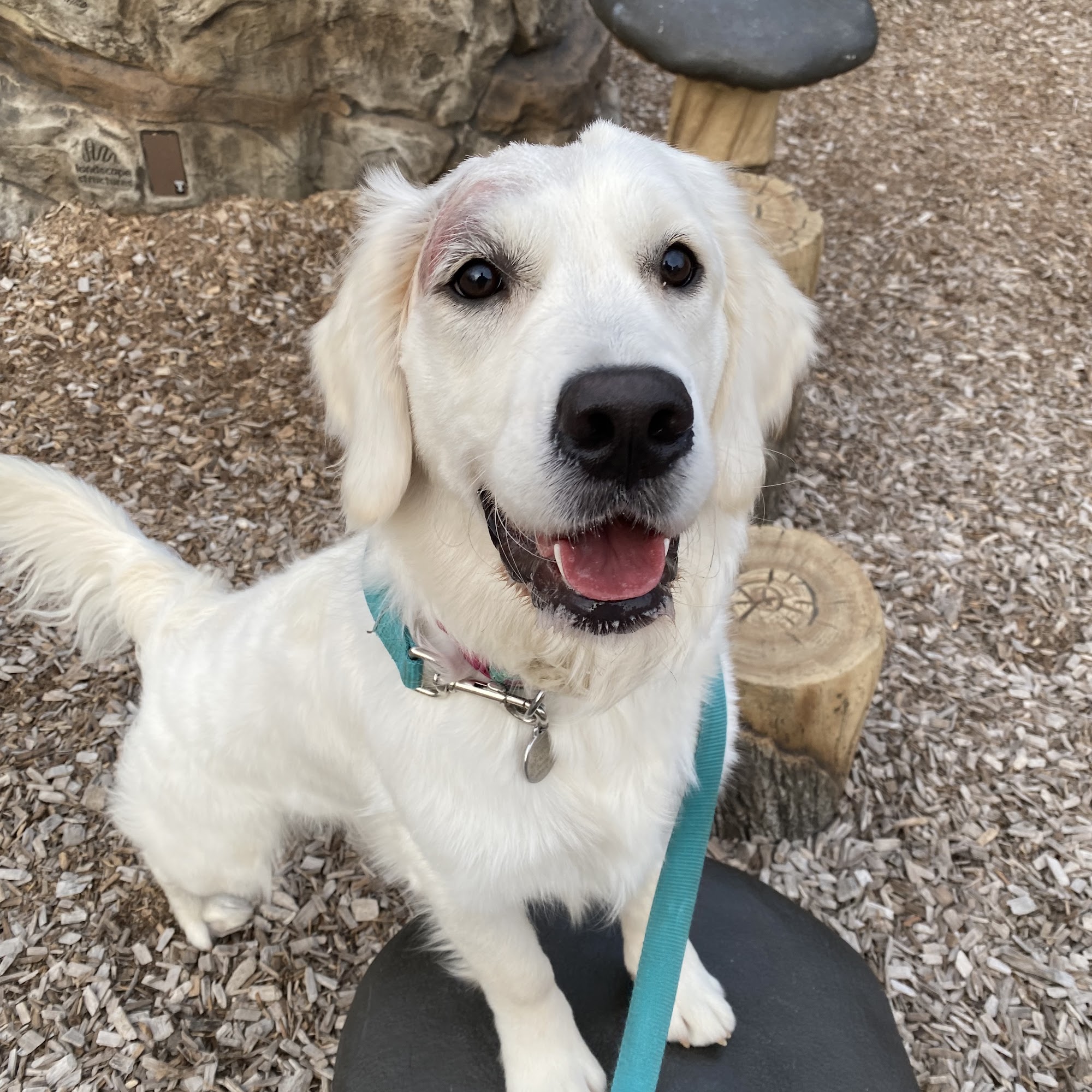 Heartland Animal Hospital Owatonna