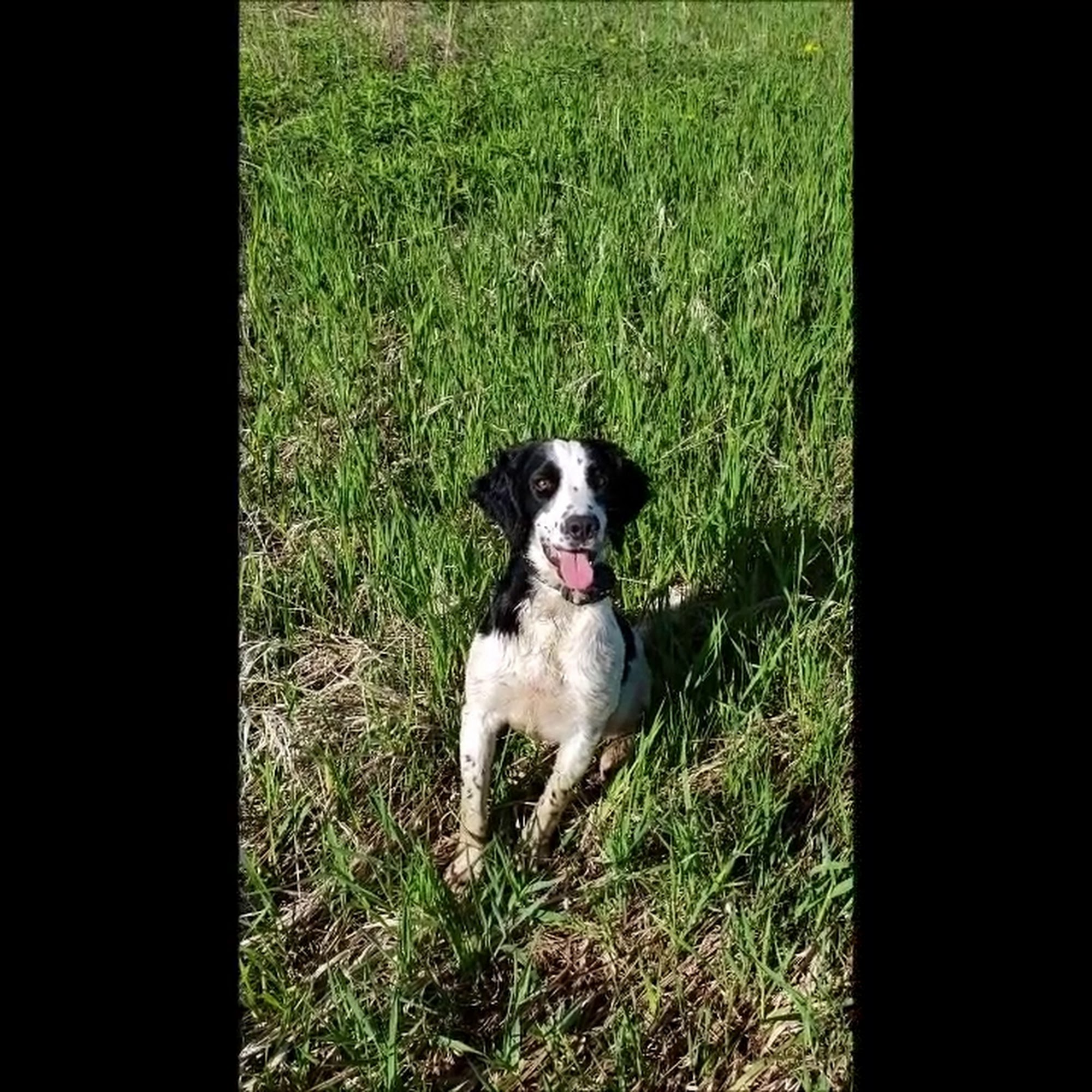PrairieRose Gundogs Spaniels Owatonna