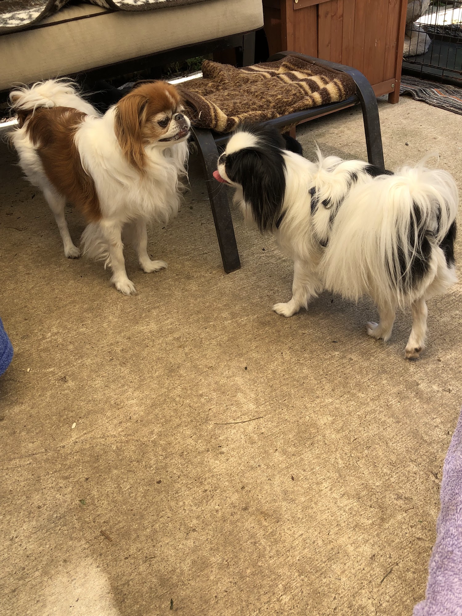 Critter Comforts Owatonna