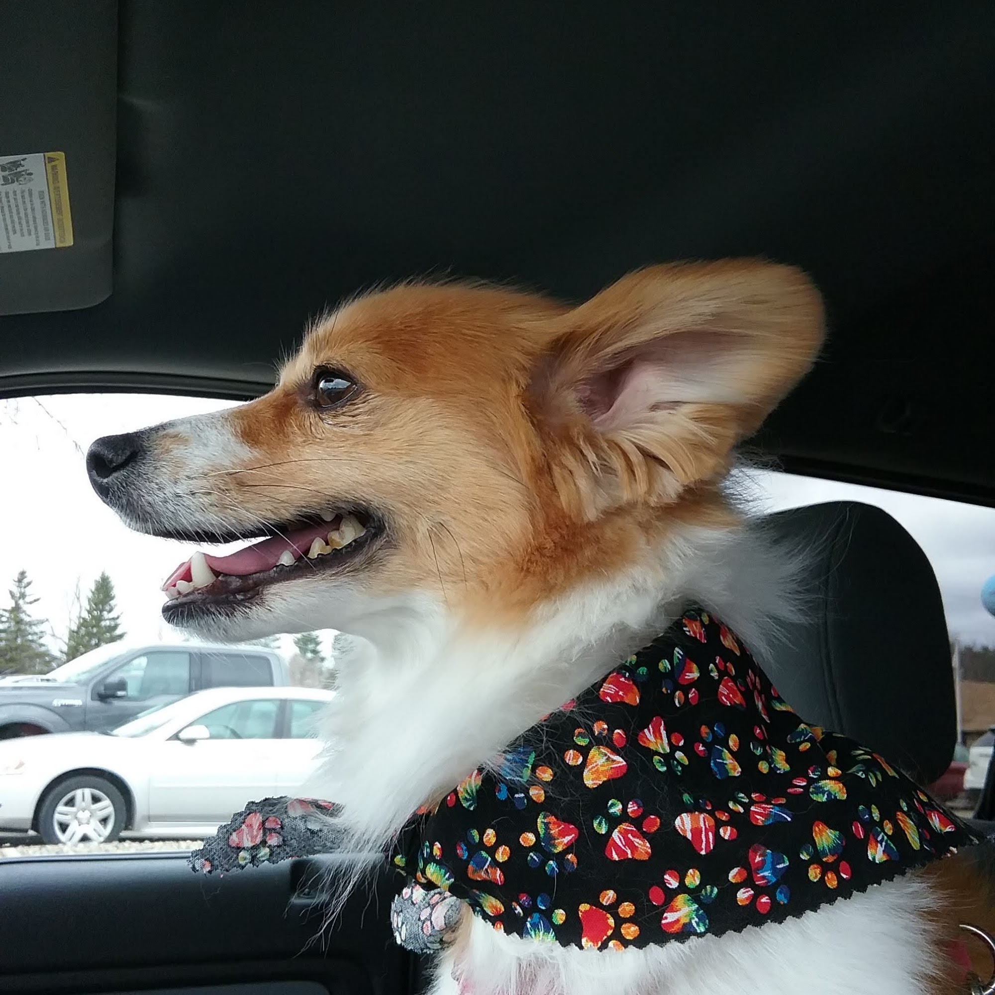 Town & Country Animal Clinic Park Rapids