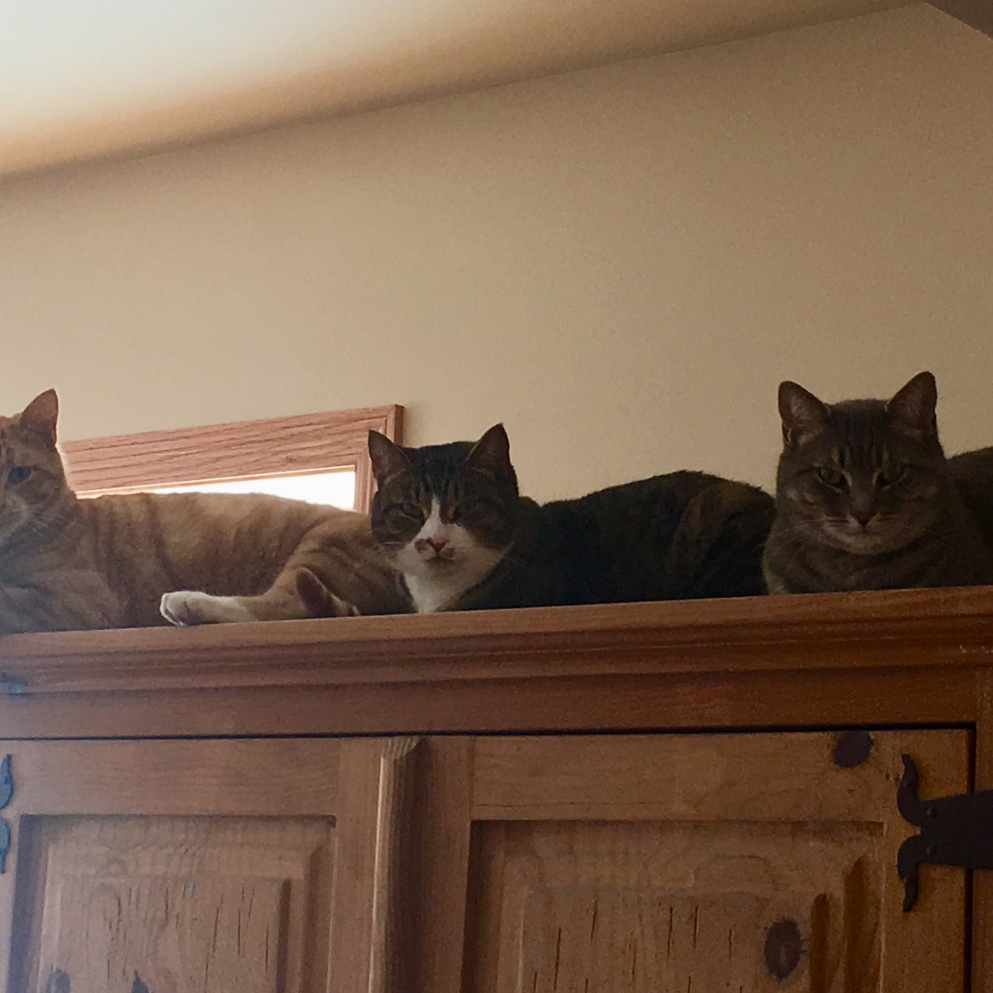 Isaacson Veterinary Hospital Park Rapids