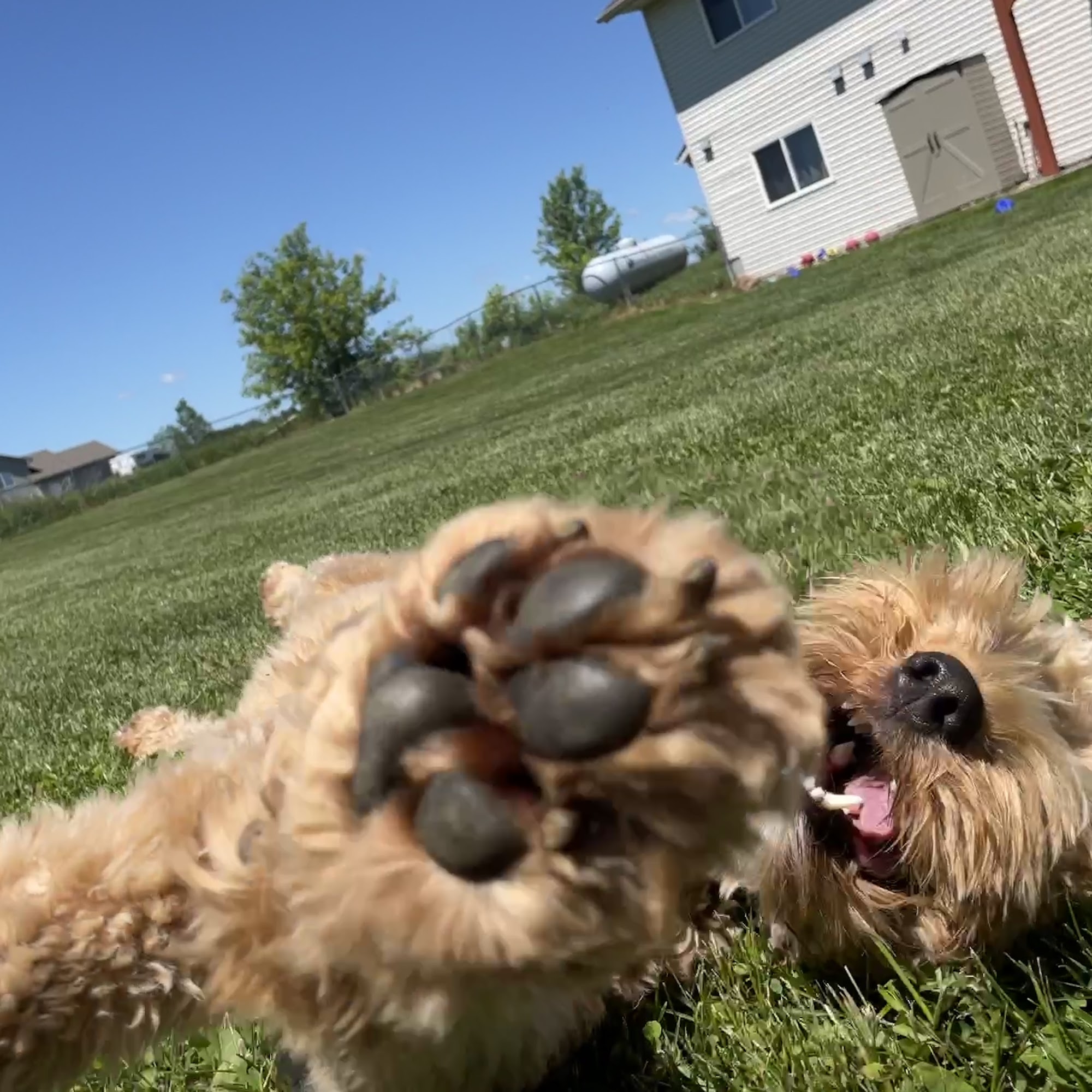 AllBreed North, LLC Dog Training & Handling 7324 Rolling Meadows Circle, Pine City Minnesota 55063