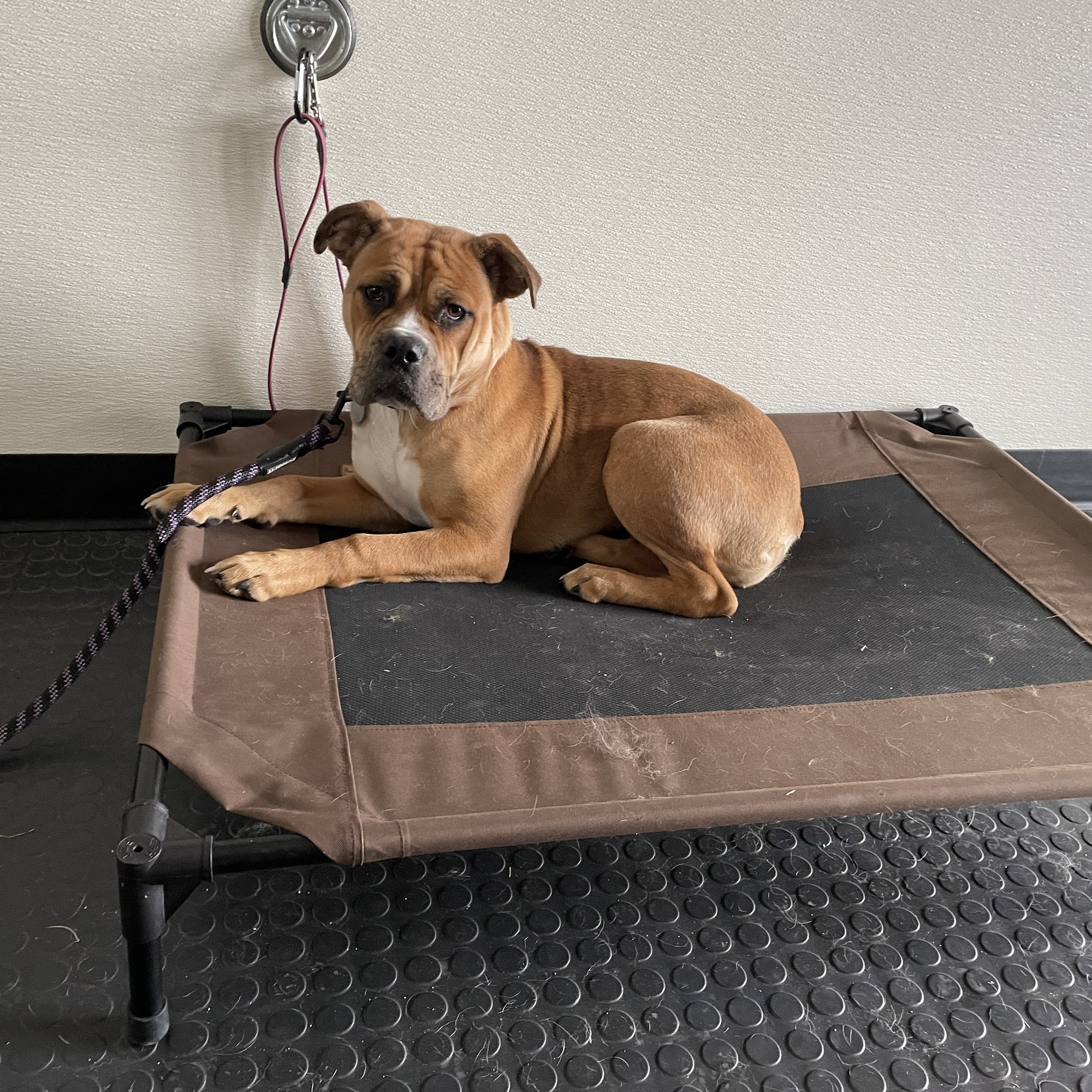 AllBreed North, LLC Dog Training & Handling Pine City