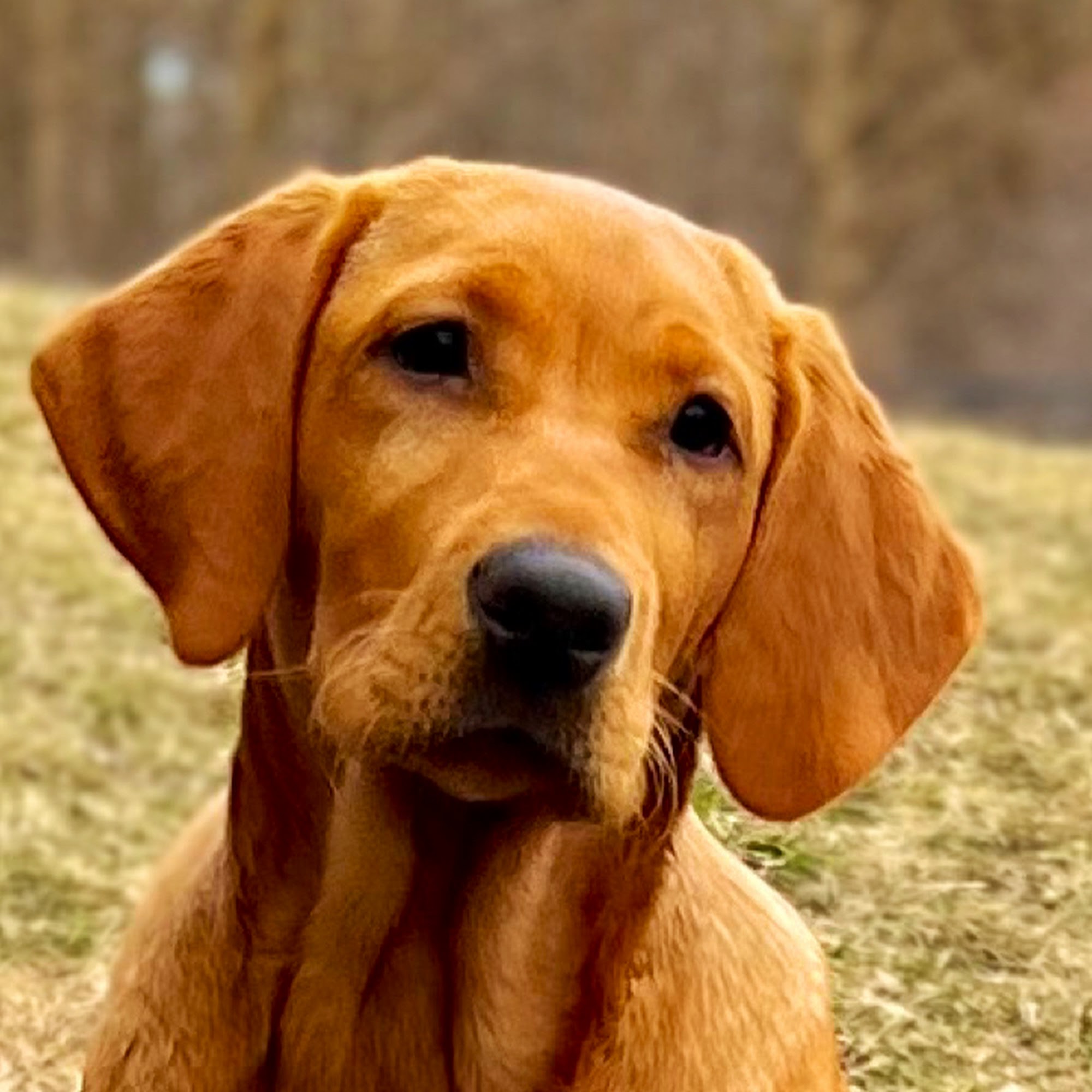 Quick Trigger Kennels 8402 Ruby Rd, Pine City Minnesota 55063