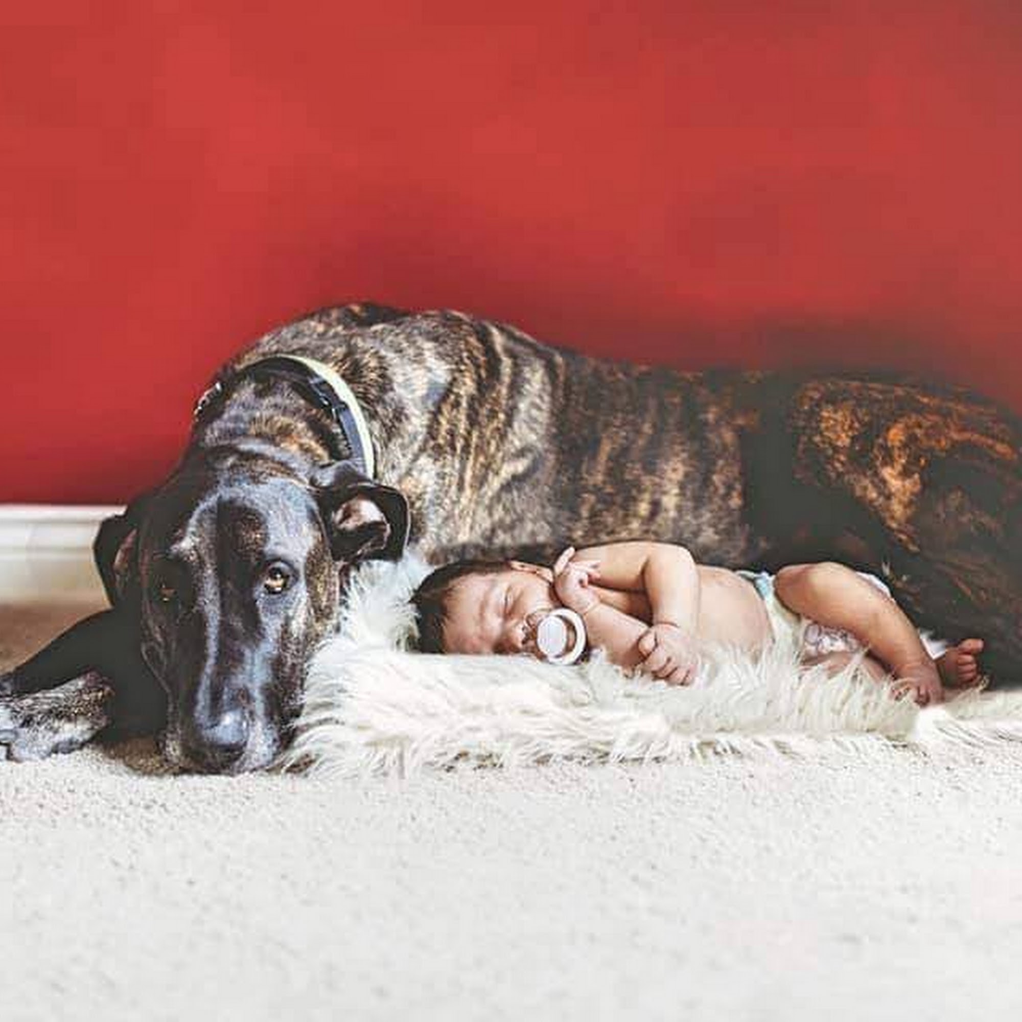 Oakwood Pet Clinic Plymouth