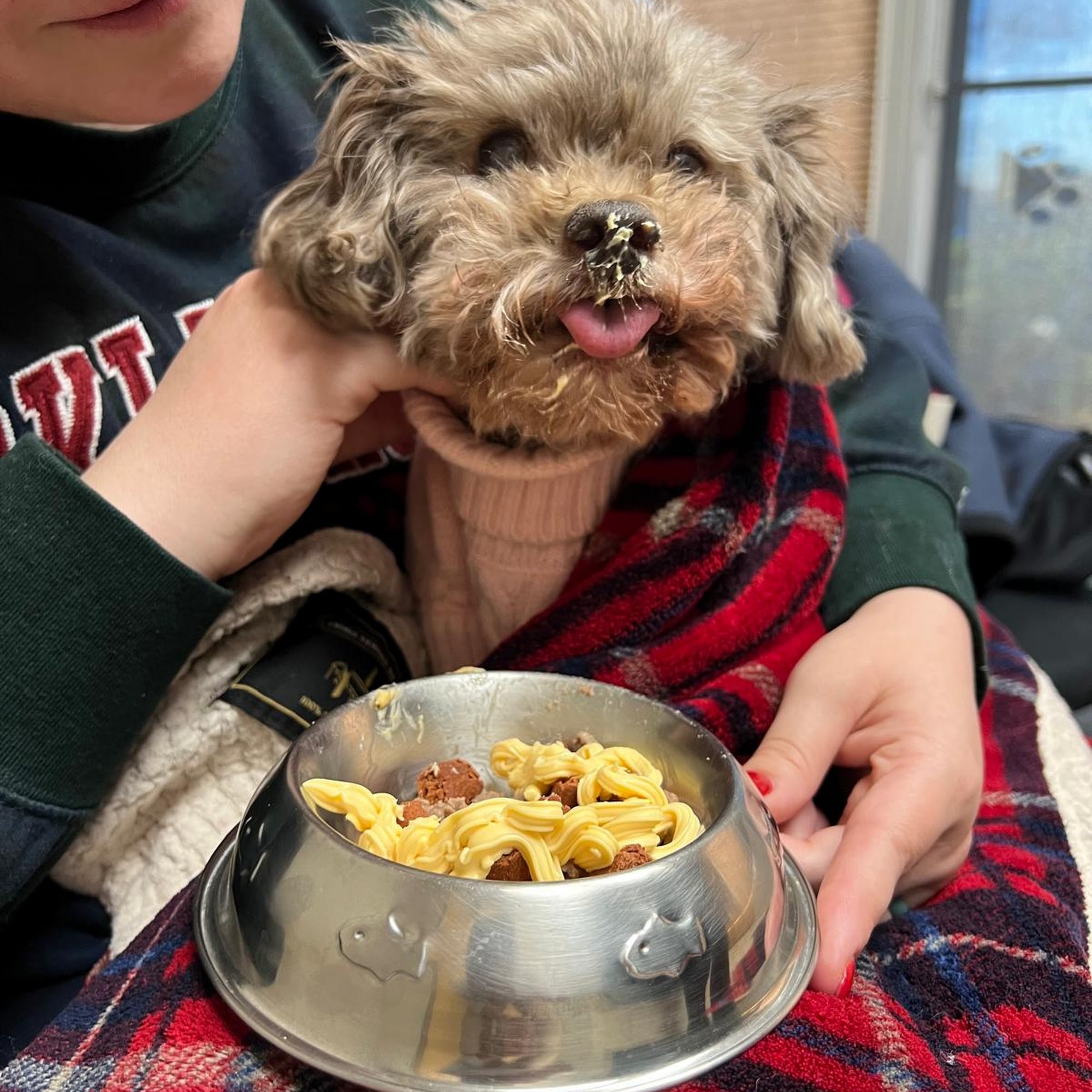 Rockford Road Animal Hospital Plymouth