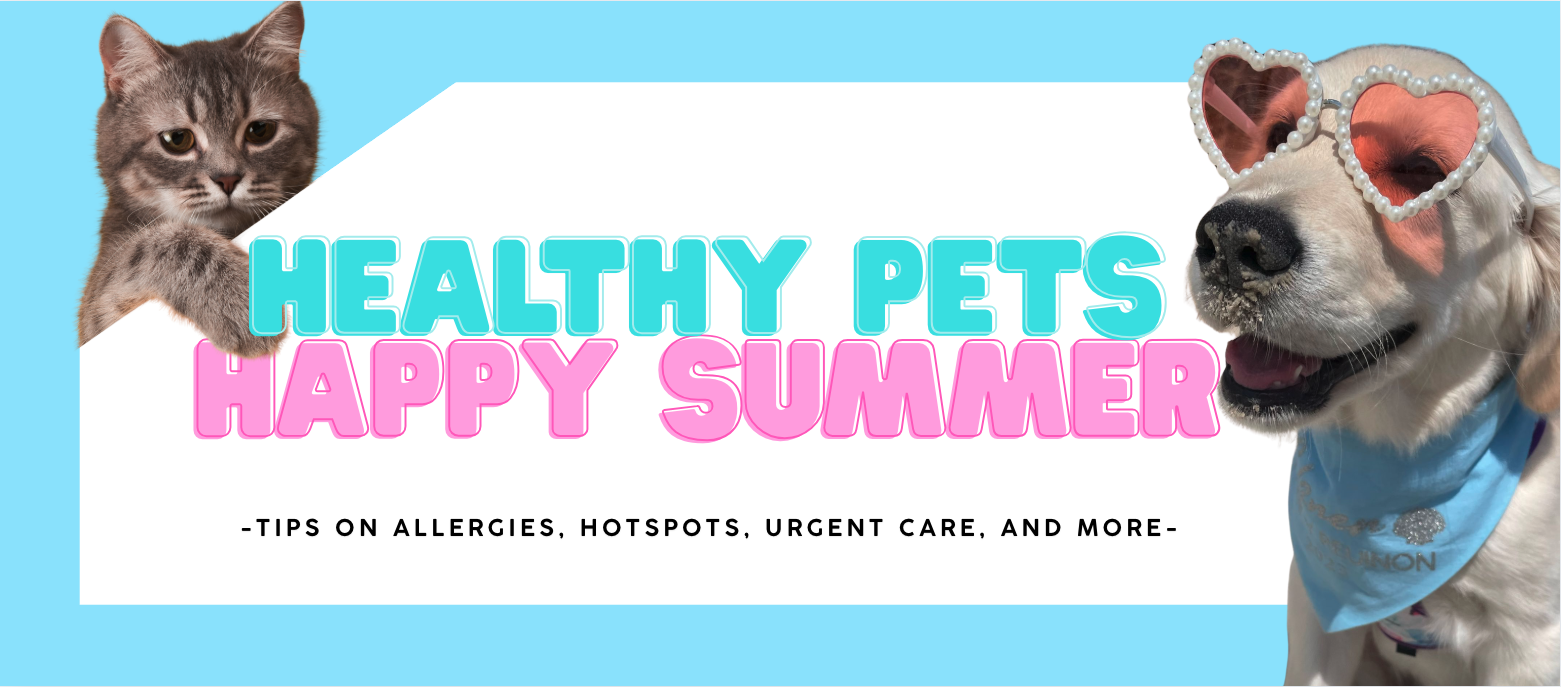 Rockford Road Animal Hospital Plymouth