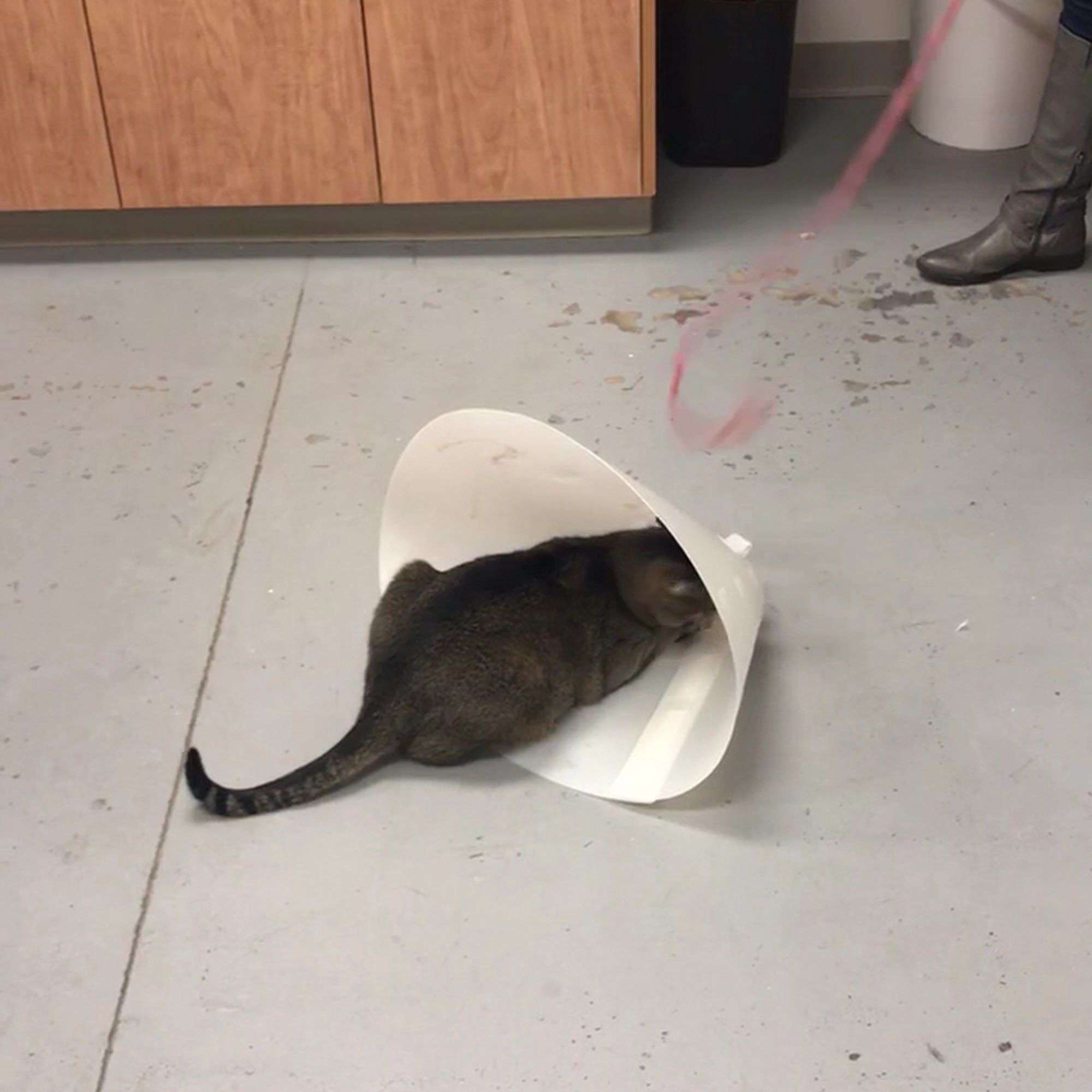 Vet Partners Plymouth Plymouth