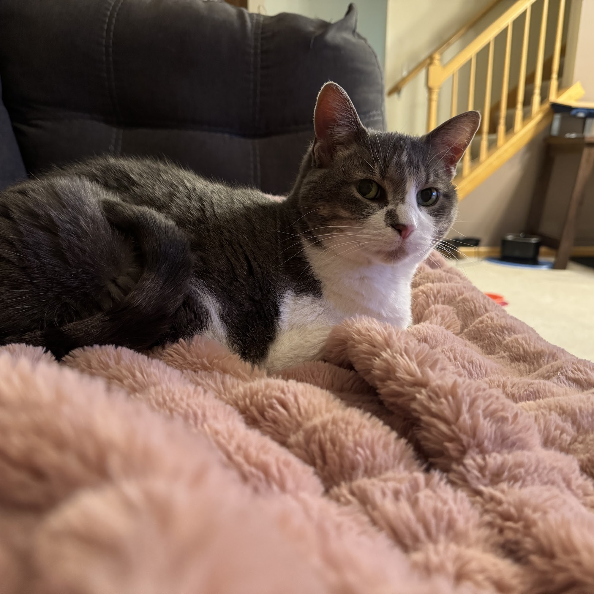 Cats Preferred Veterinary Hospital Plymouth